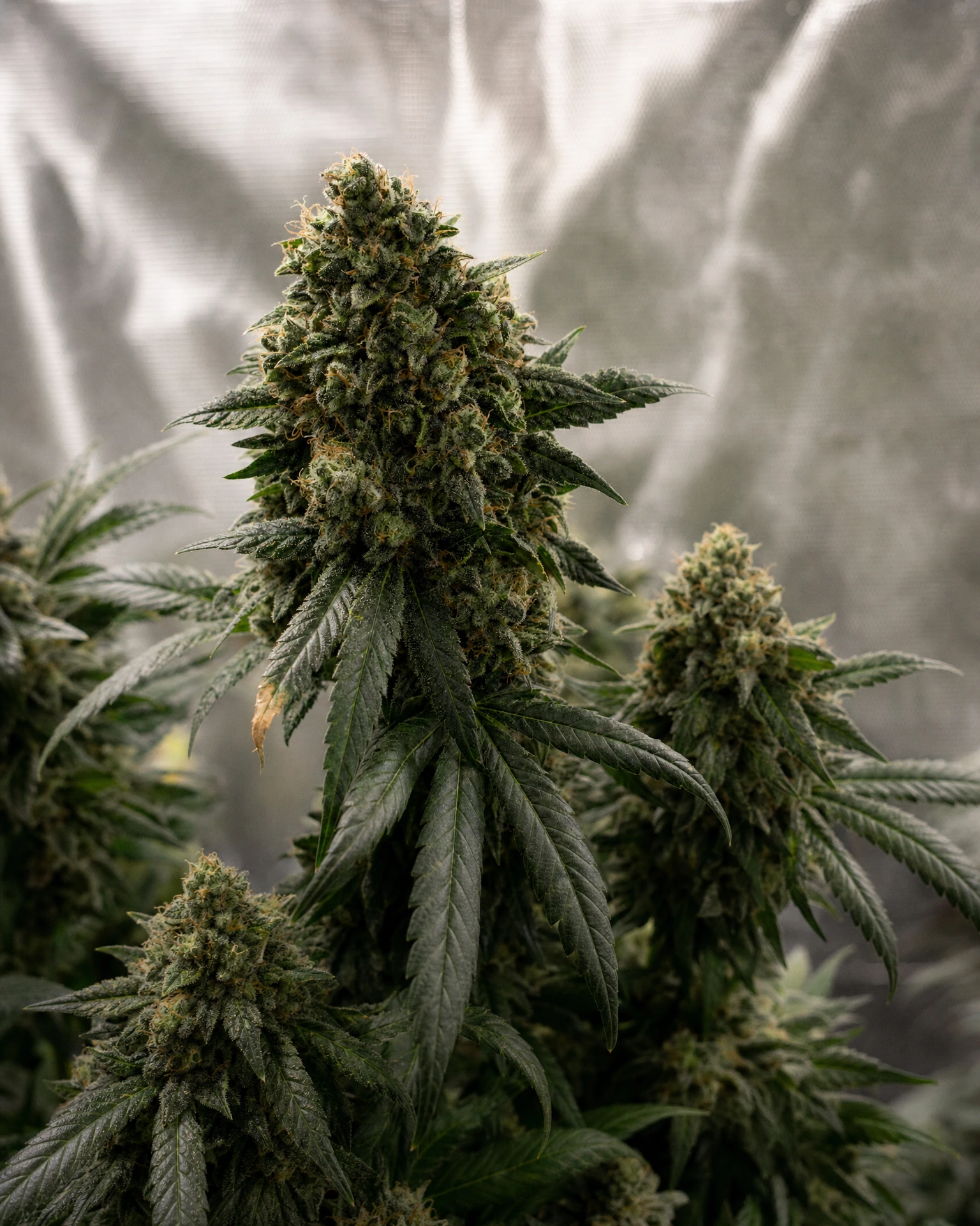 Ausgereifte Cannabispflanze der Sorte Grease Monkey aus einem zweiten Blickwinkel