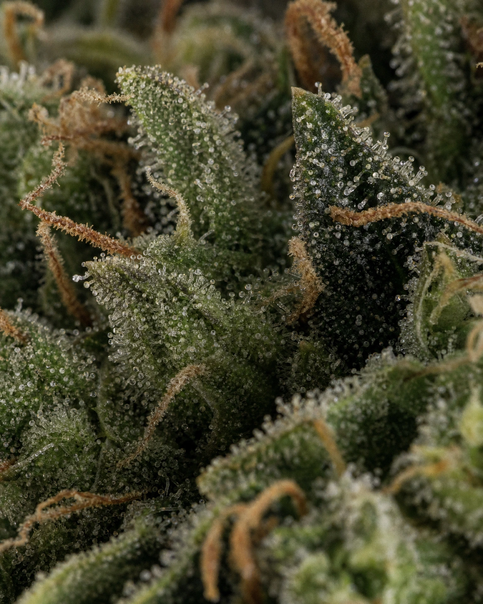 Trichome der Cannabissorte Grease Monkey in Nahaufnahme