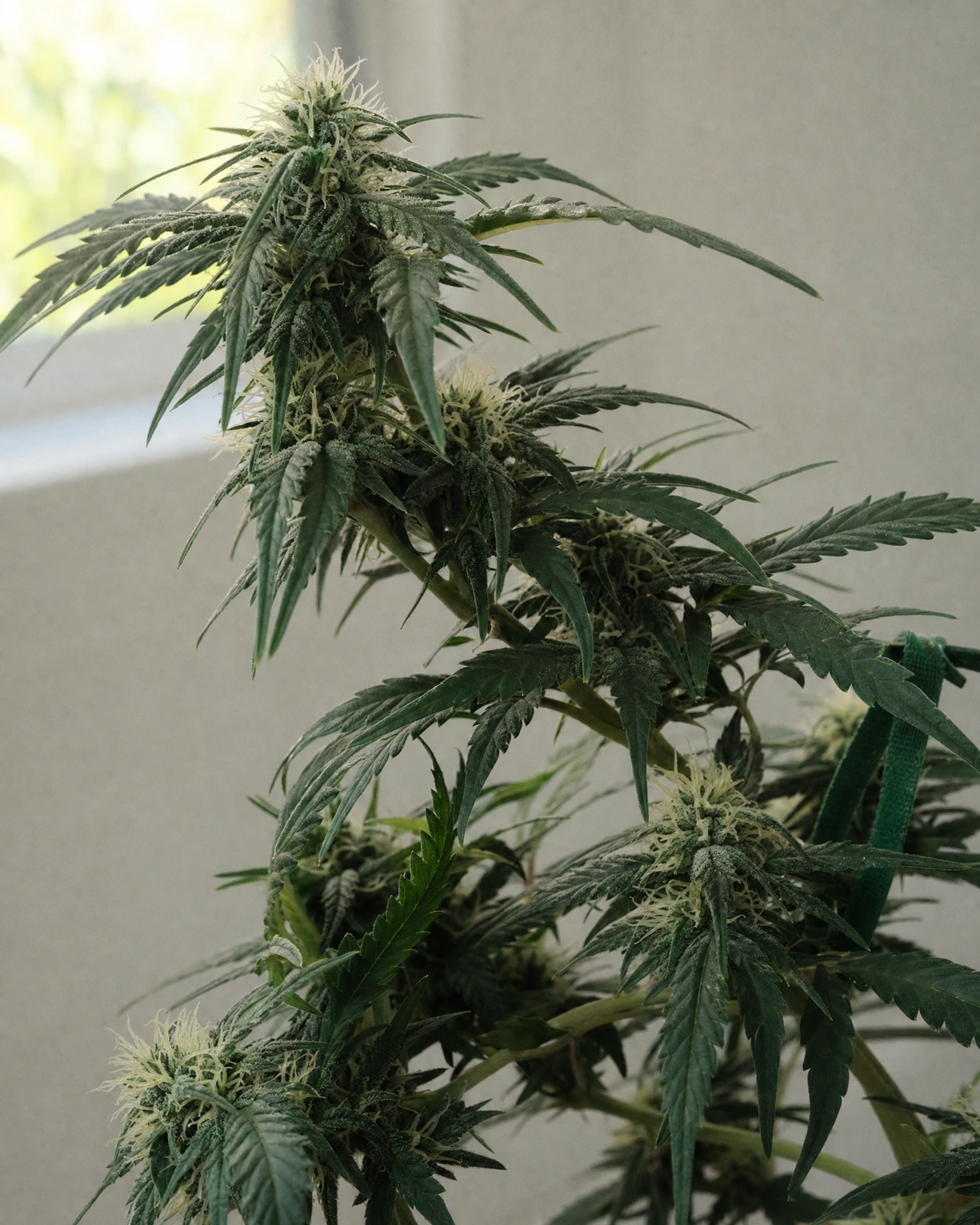 Peanut Butter Breath in der mittleren Blütephase