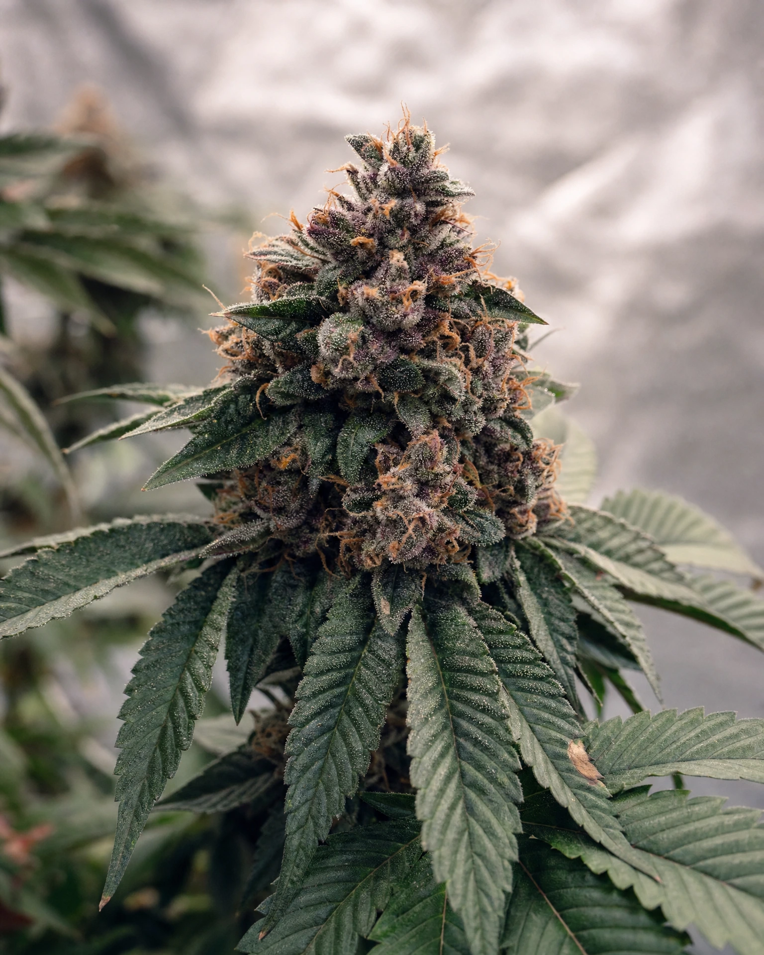 Blühende Cannabispflanze der Sorte Forbidden Fruit