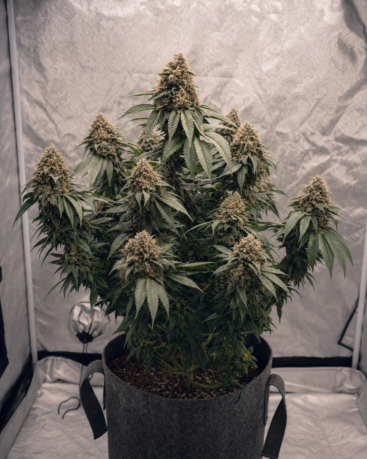 Ausgewachsene Cannabispflanze der Sorte Forbidden Fruit