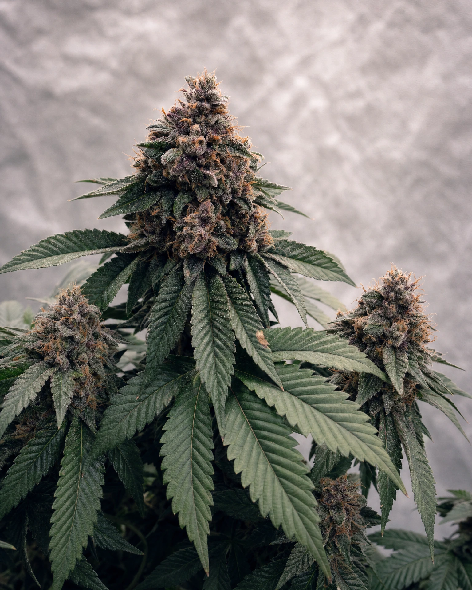 Ausgereifte Cannabispflanze der Sorte Forbidden Fruit aus einem zweiten Blickwinkel