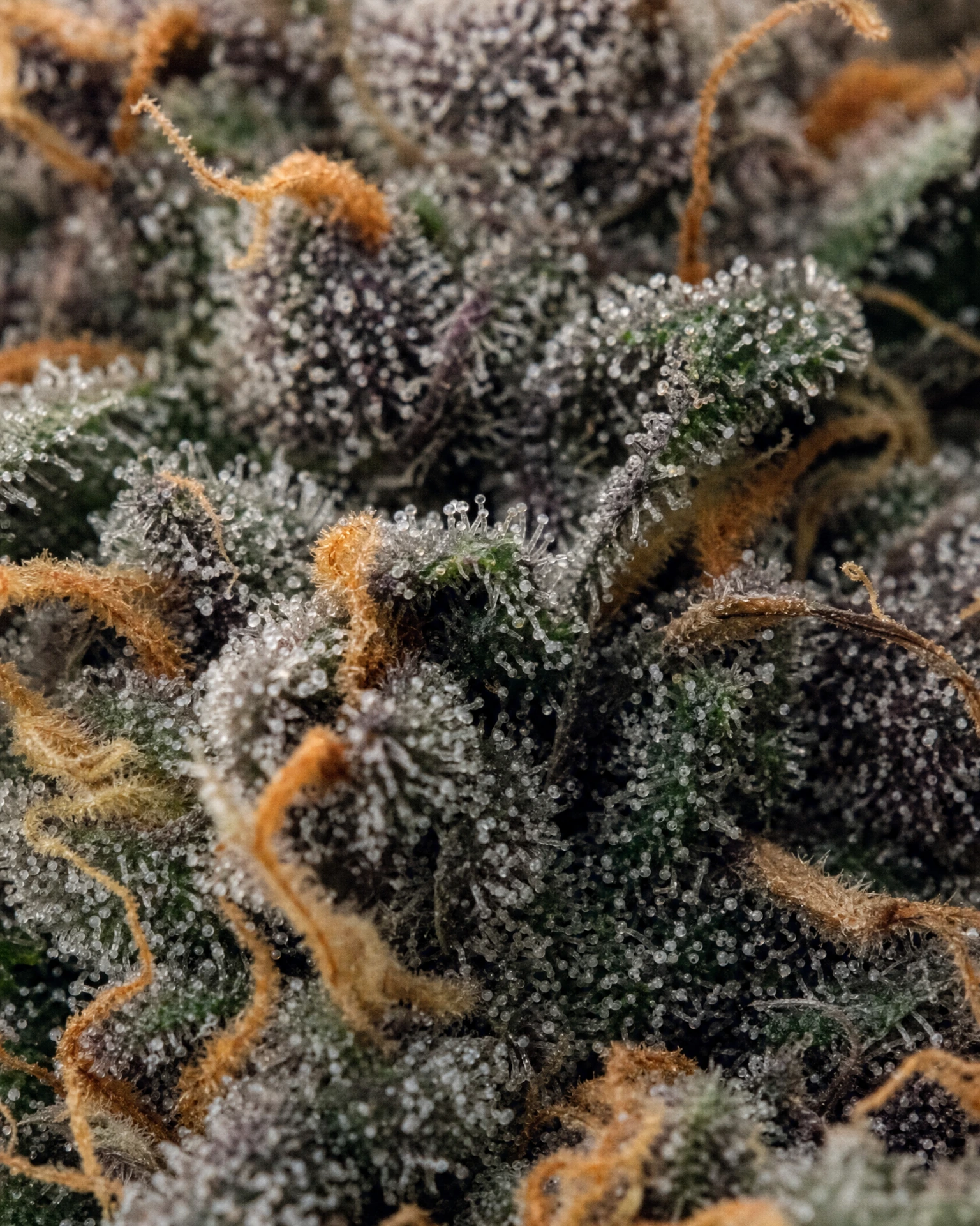 Trichome der Cannabissorte Forbidden Fruit in Nahaufnahme
