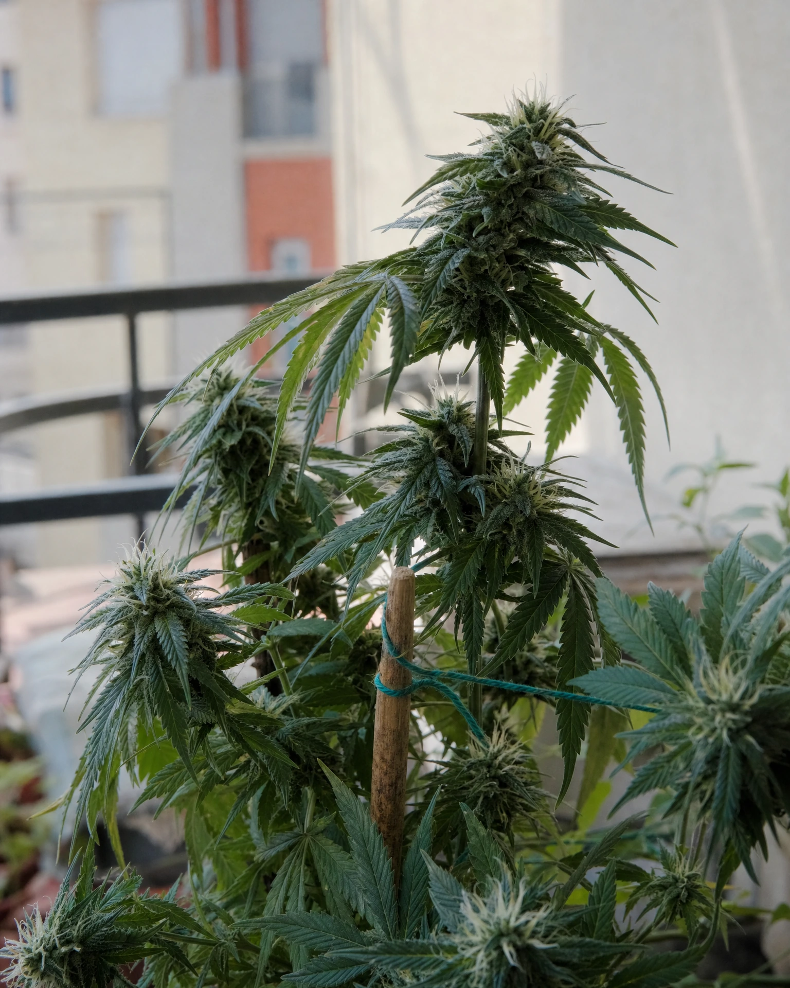 Green Poison in der mittleren Blütephase