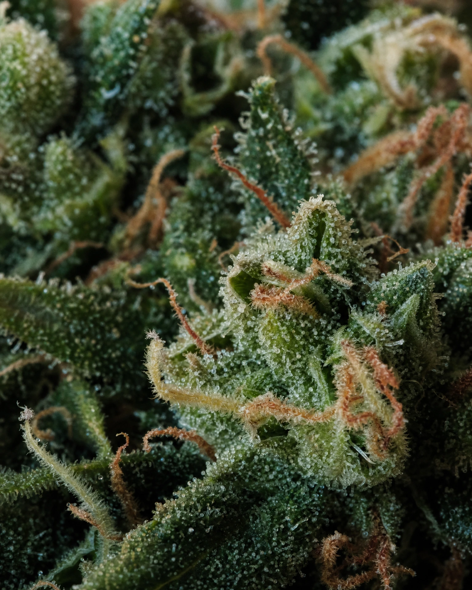 Trichome der Cannabissorte Green Poison in Nahaufnahme