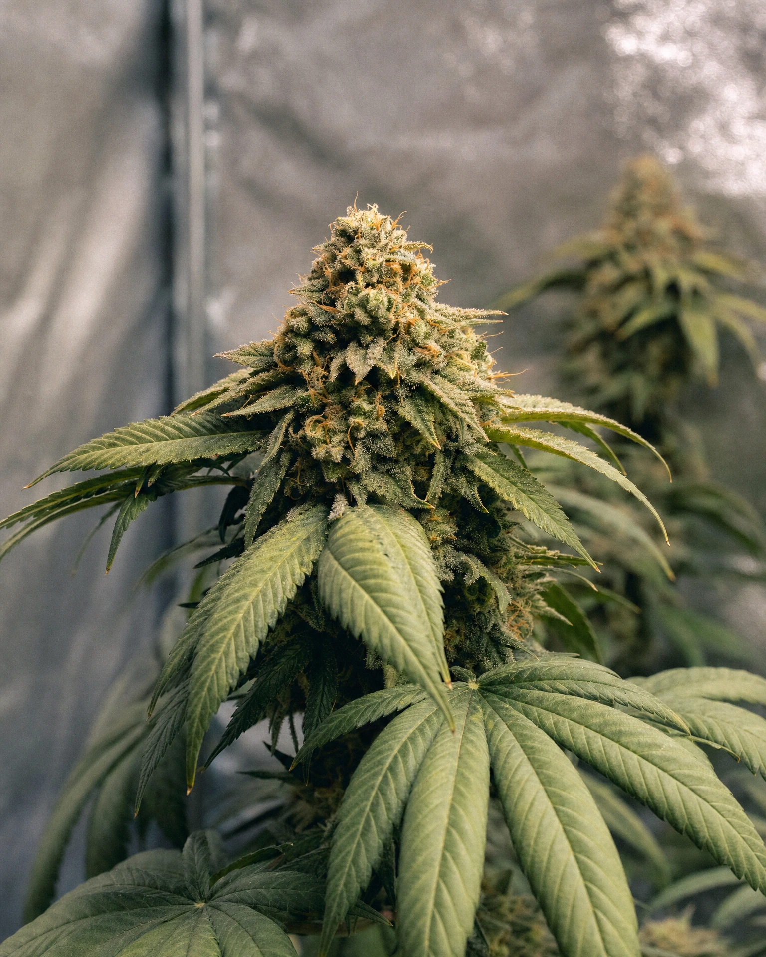 Blühende Cannabispflanze der Sorte Somango