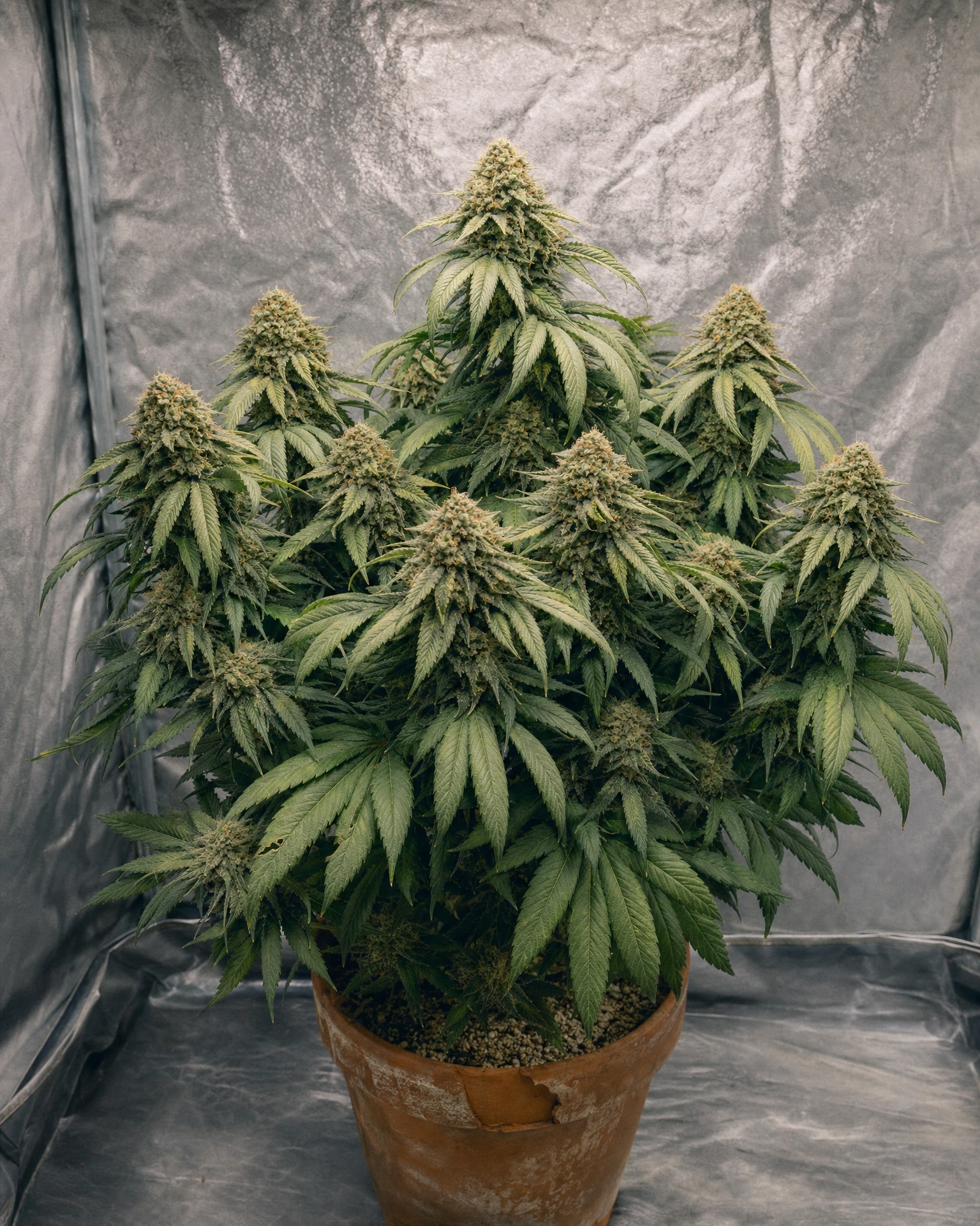Ausgewachsene Cannabispflanze der Sorte Somango