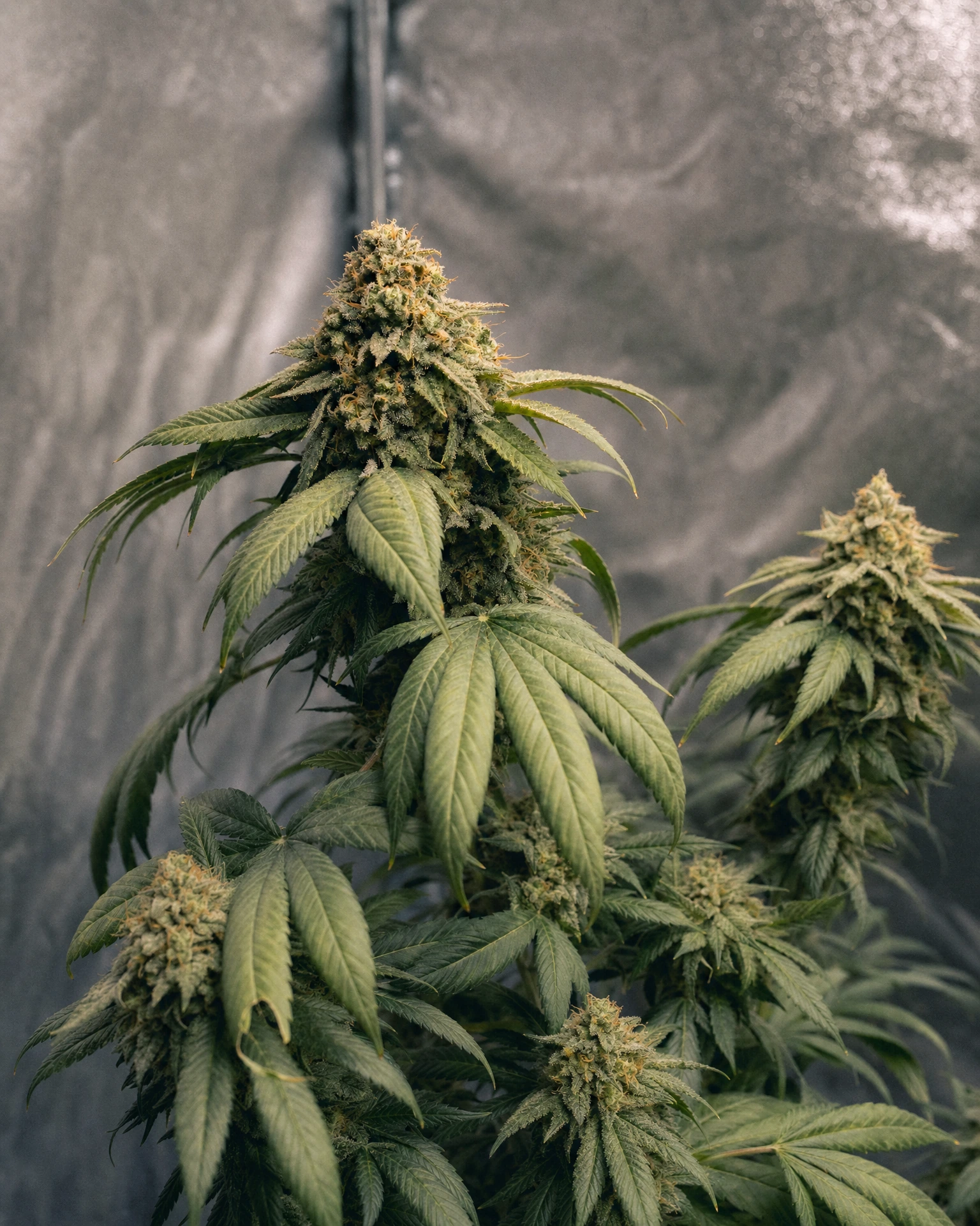 Ausgereifte Cannabispflanze der Sorte Somango aus einem zweiten Blickwinkel