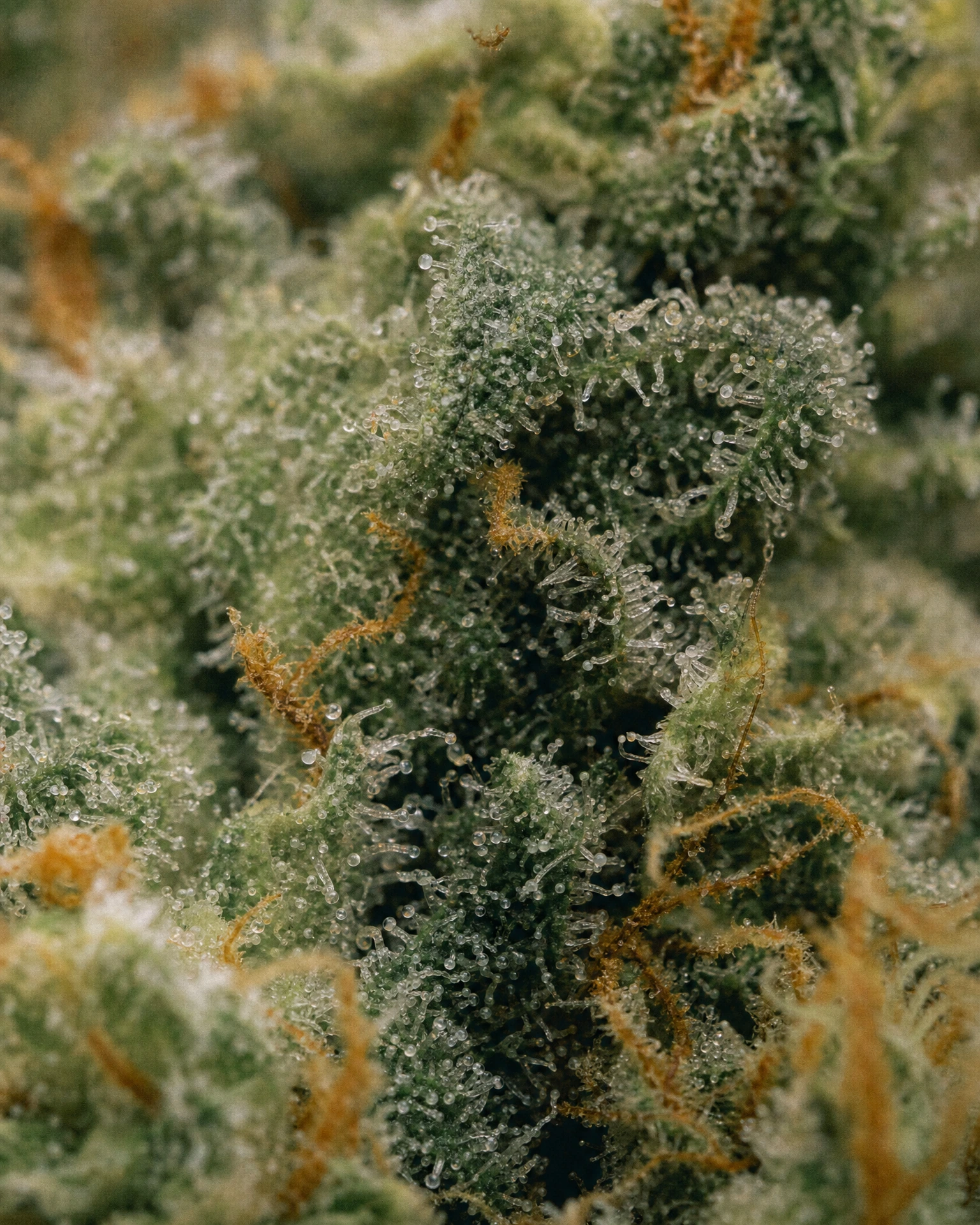 Trichome der Cannabissorte Somango in Nahaufnahme