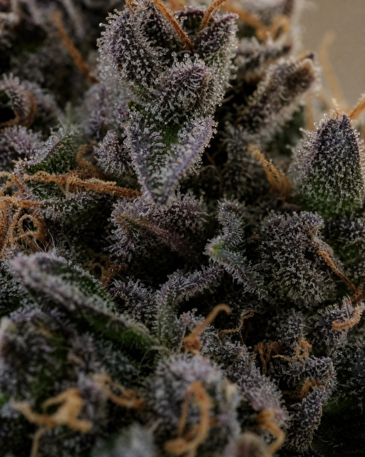 Trichome der Cannabissorte Purple Punch in Nahaufnahme