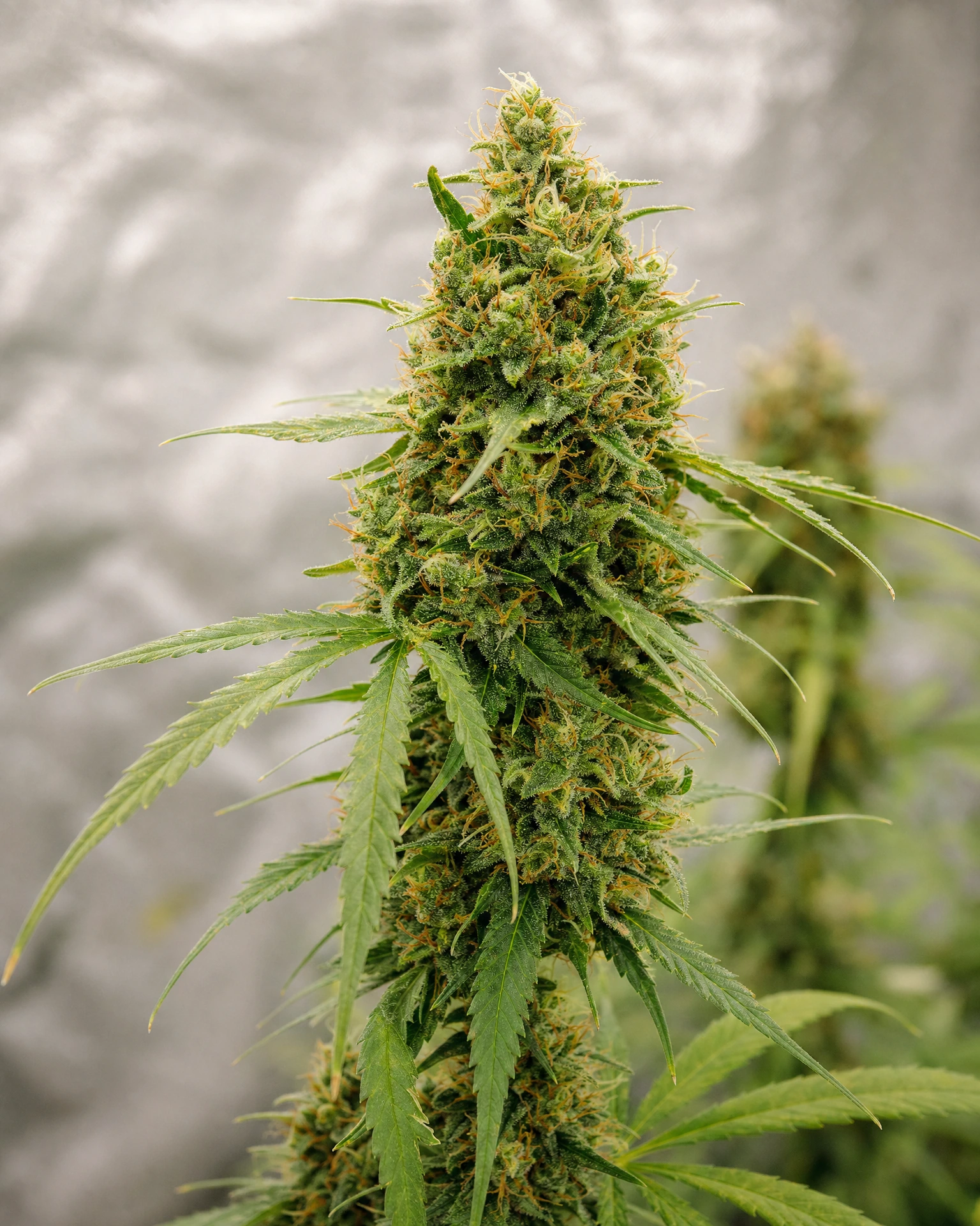 Blühende Cannabispflanze der Sorte Green Crack