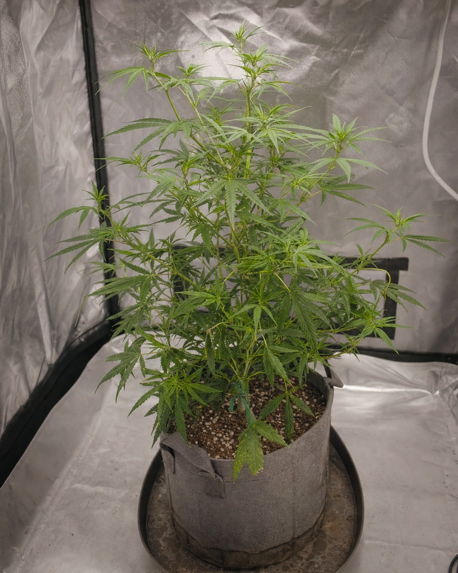 Green Crack in der vegetativen Wachstumsphase