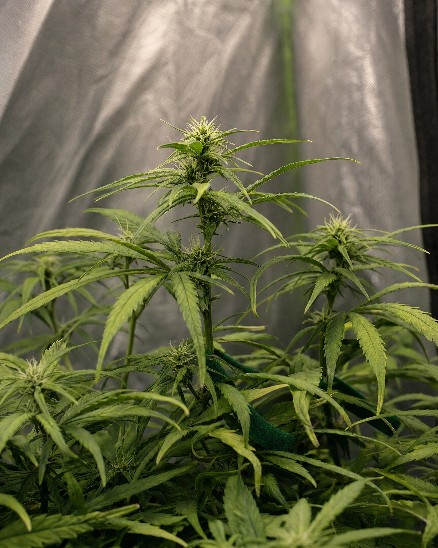 Green Crack in der frühen Blütephase