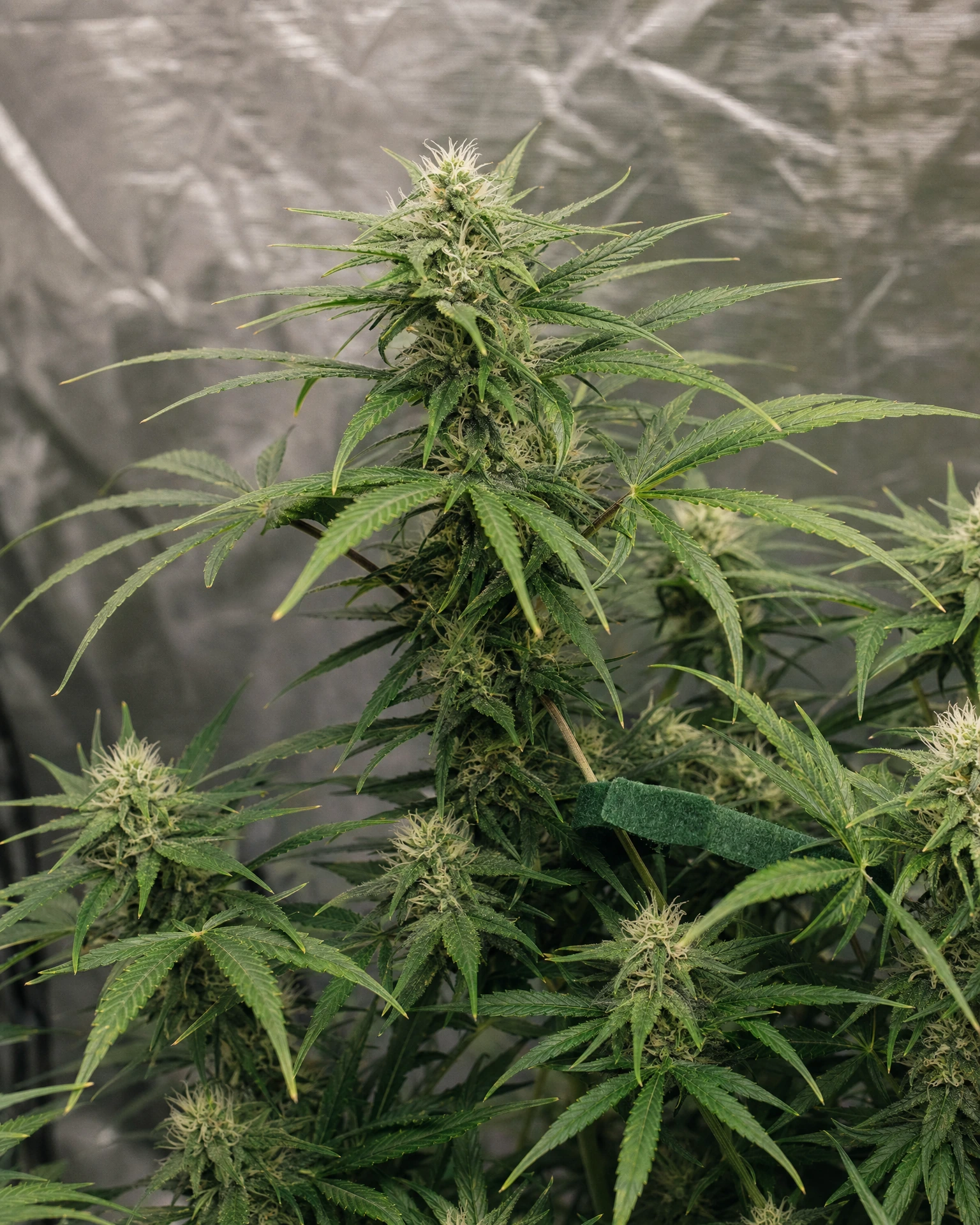 Green Crack in der mittleren Blütephase
