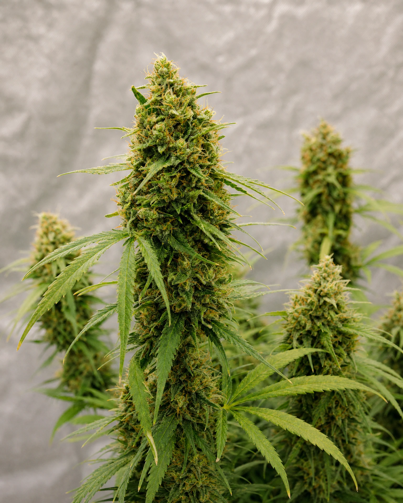 Ausgereifte Cannabispflanze der Sorte Green Crack aus einem zweiten Blickwinkel