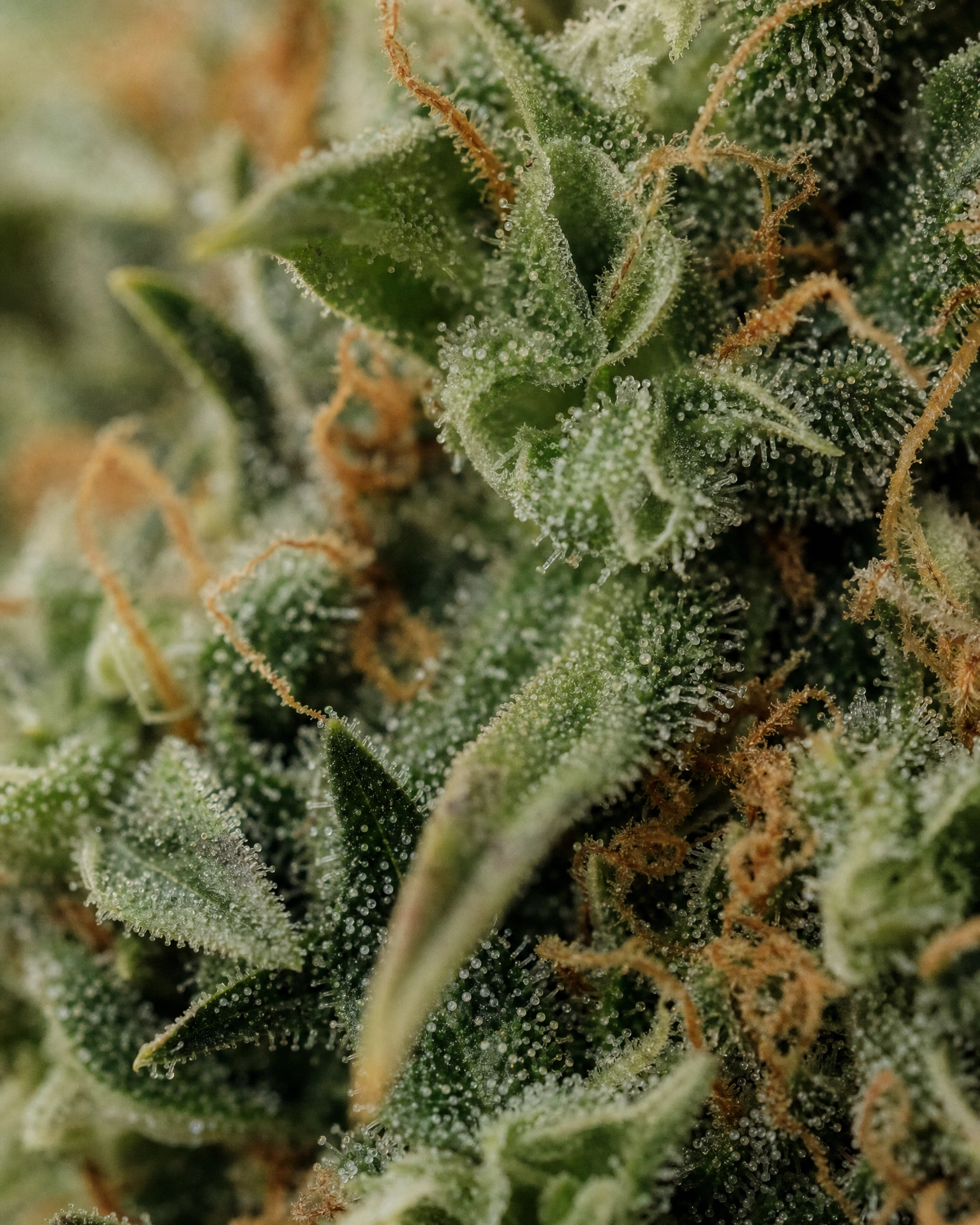 Trichome der Cannabissorte Cinderella 99 in Nahaufnahme