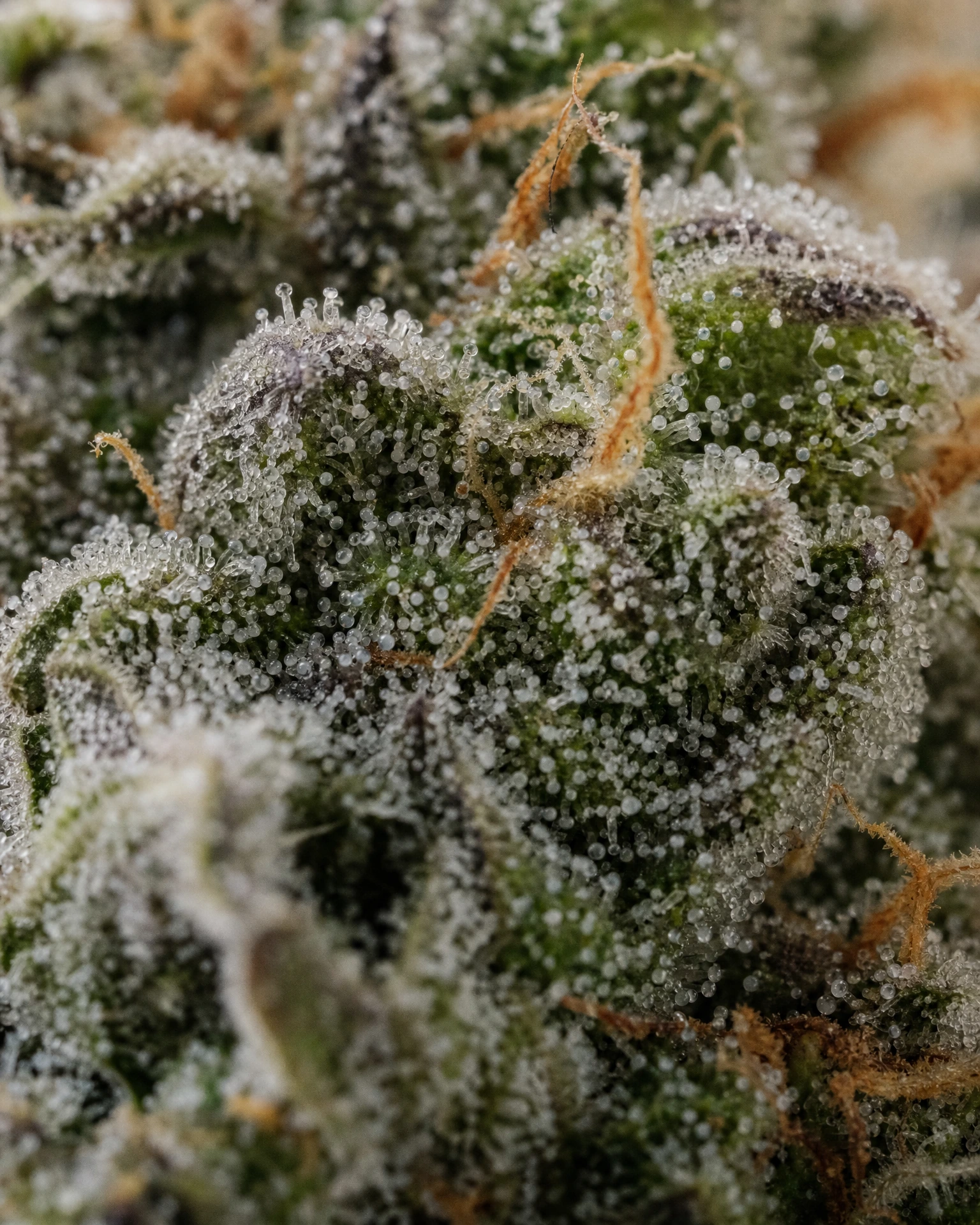 Trichome der Cannabissorte Sweet Tooth in Nahaufnahme