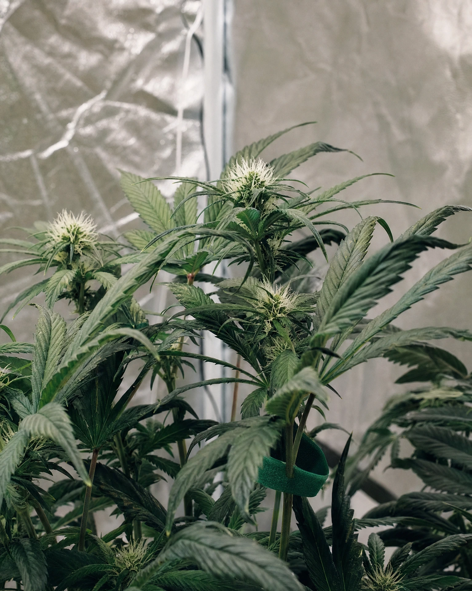 Trans Siberian Autoflower in der frühen Blütephase