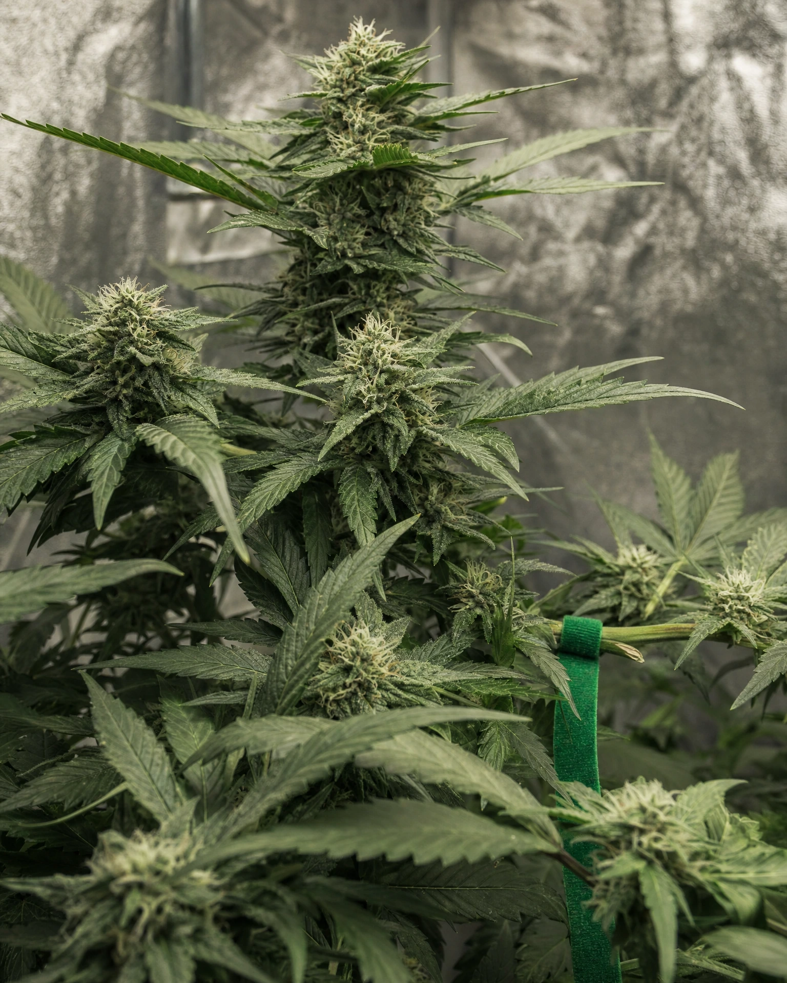 Trans Siberian Autoflower in der mittleren Blütephase