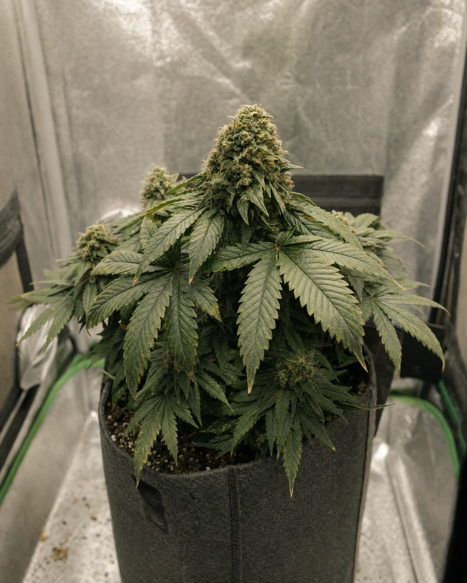 Ausgewachsene Cannabispflanze der Sorte Trans Siberian Autoflower