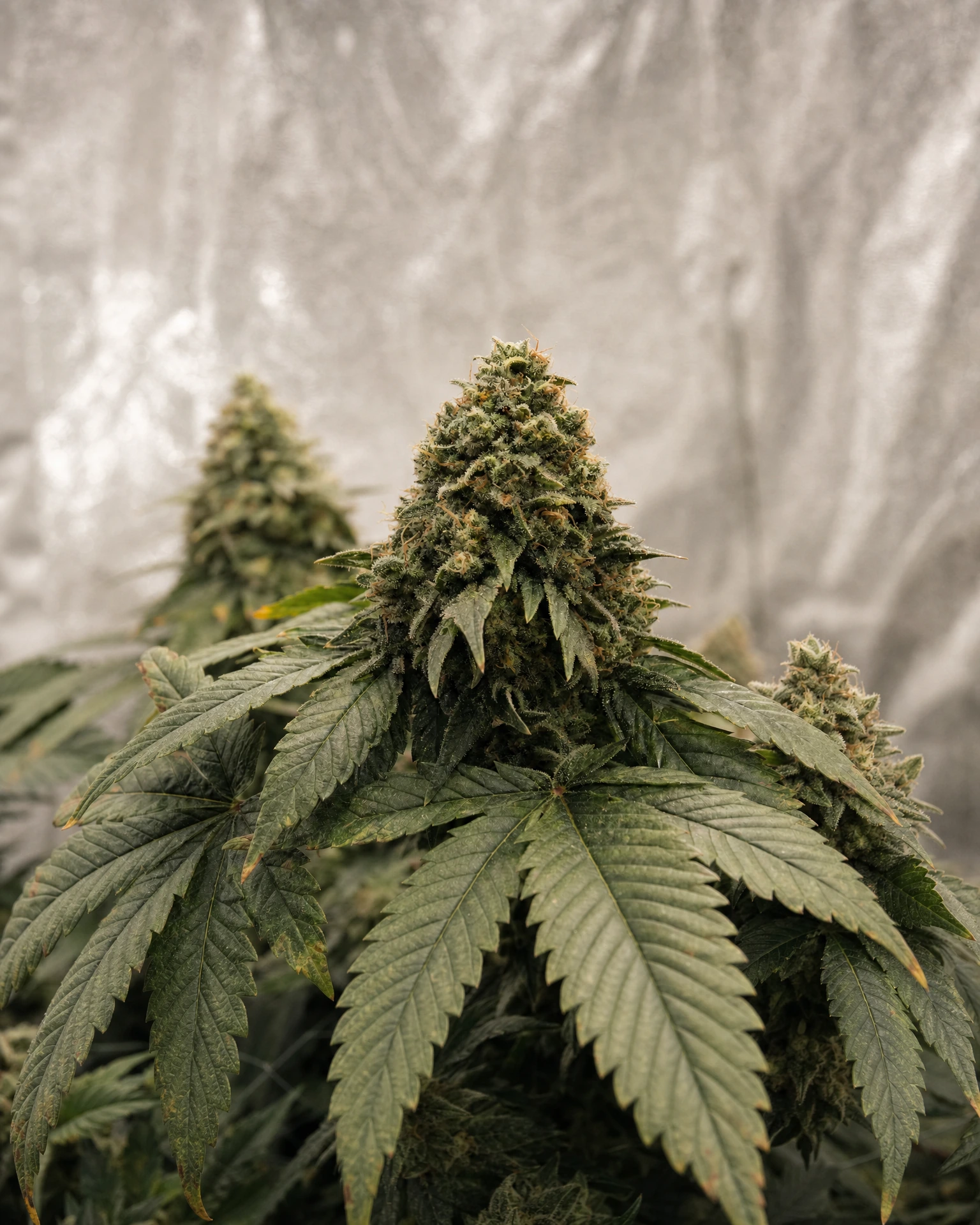 Ausgereifte Cannabispflanze der Sorte Trans Siberian Autoflower aus einem zweiten Blickwinkel