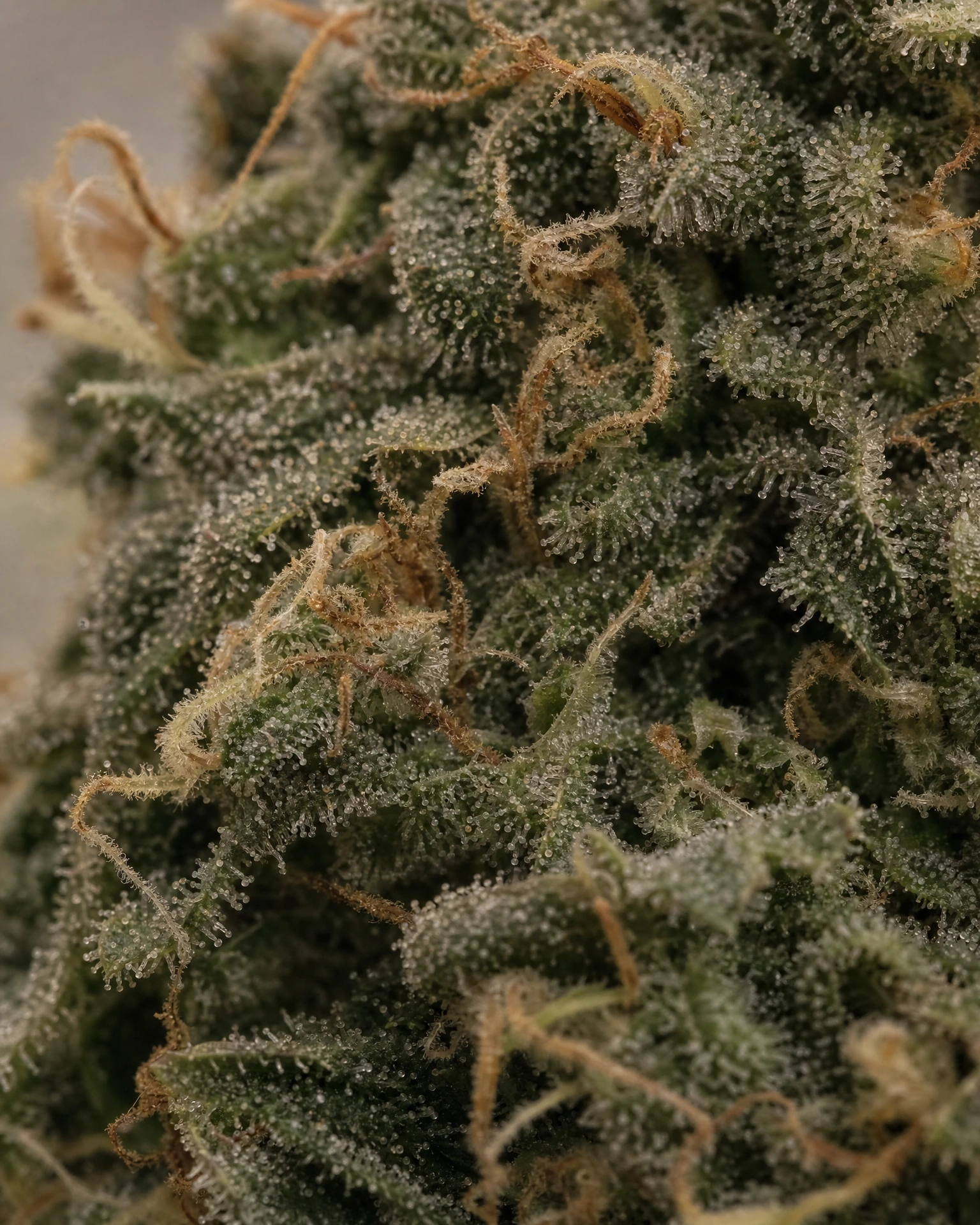 Trichome der Cannabissorte Trans Siberian Autoflower in Nahaufnahme