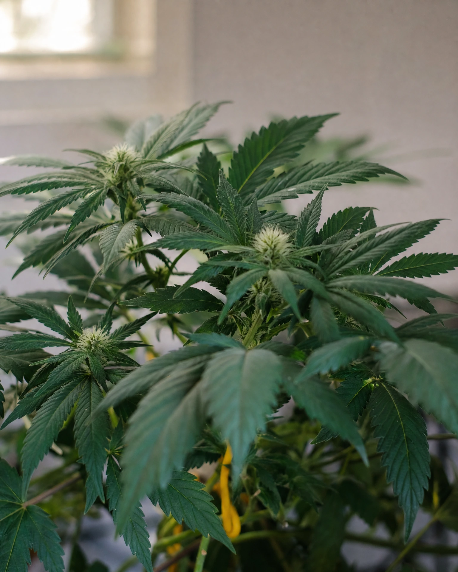 Somango Autoflower in der frühen Blütephase