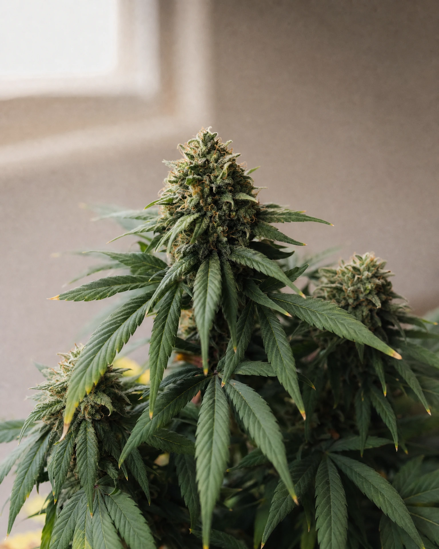 Ausgereifte Cannabispflanze der Sorte Somango Autoflower aus einem zweiten Blickwinkel