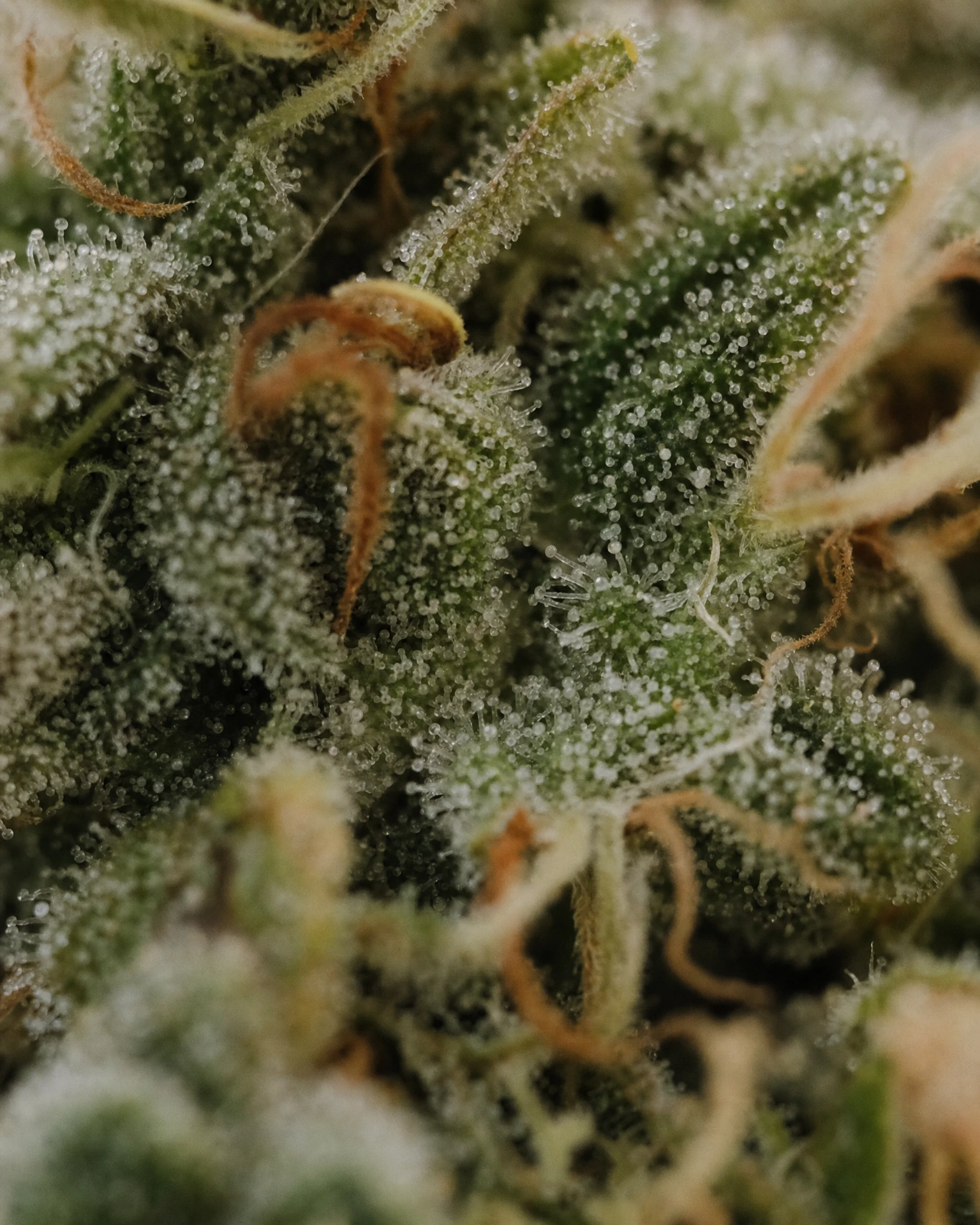 Trichome der Cannabissorte Somango Autoflower in Nahaufnahme