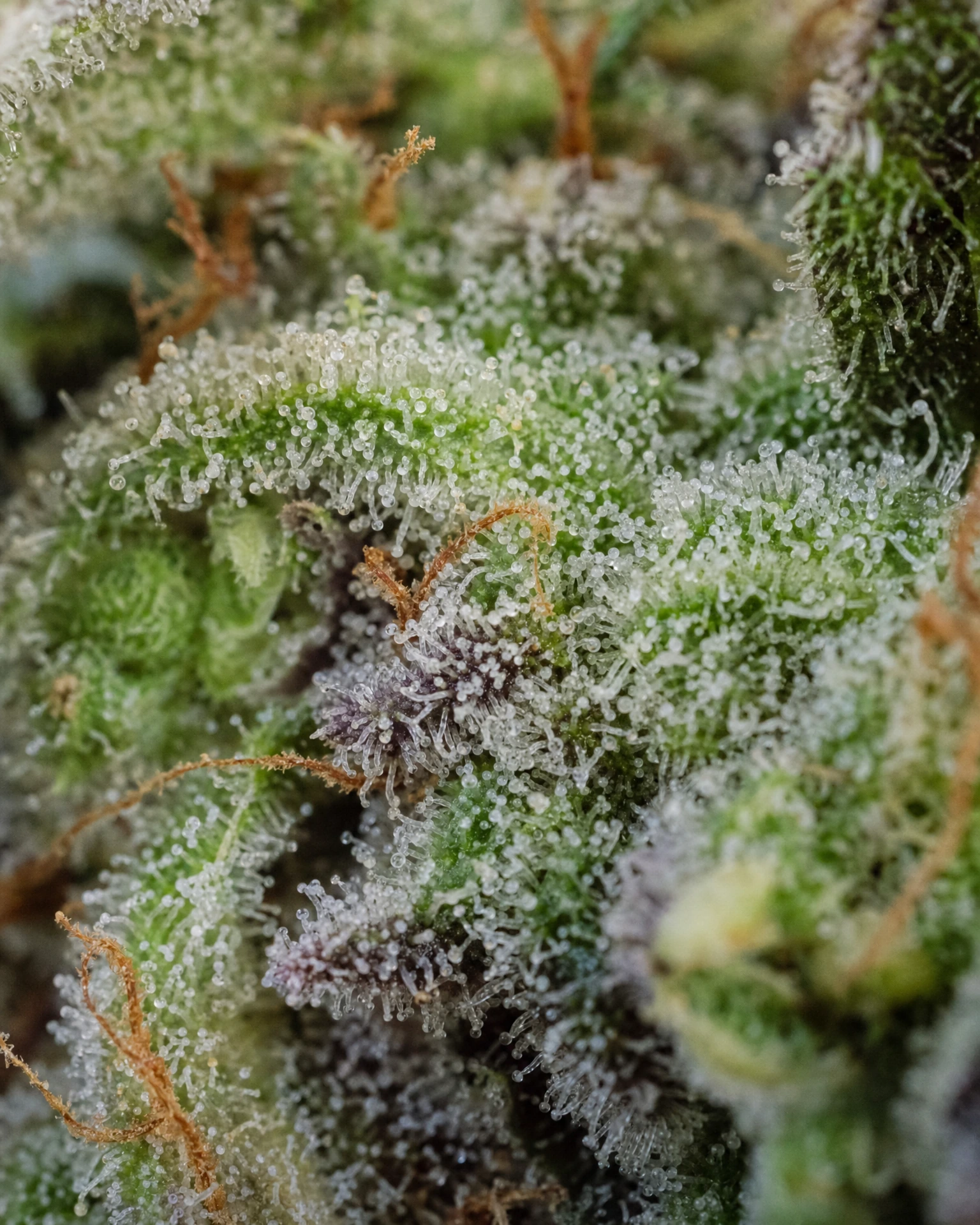 Trichome der Cannabissorte Sweet Tooth Autoflower in Nahaufnahme