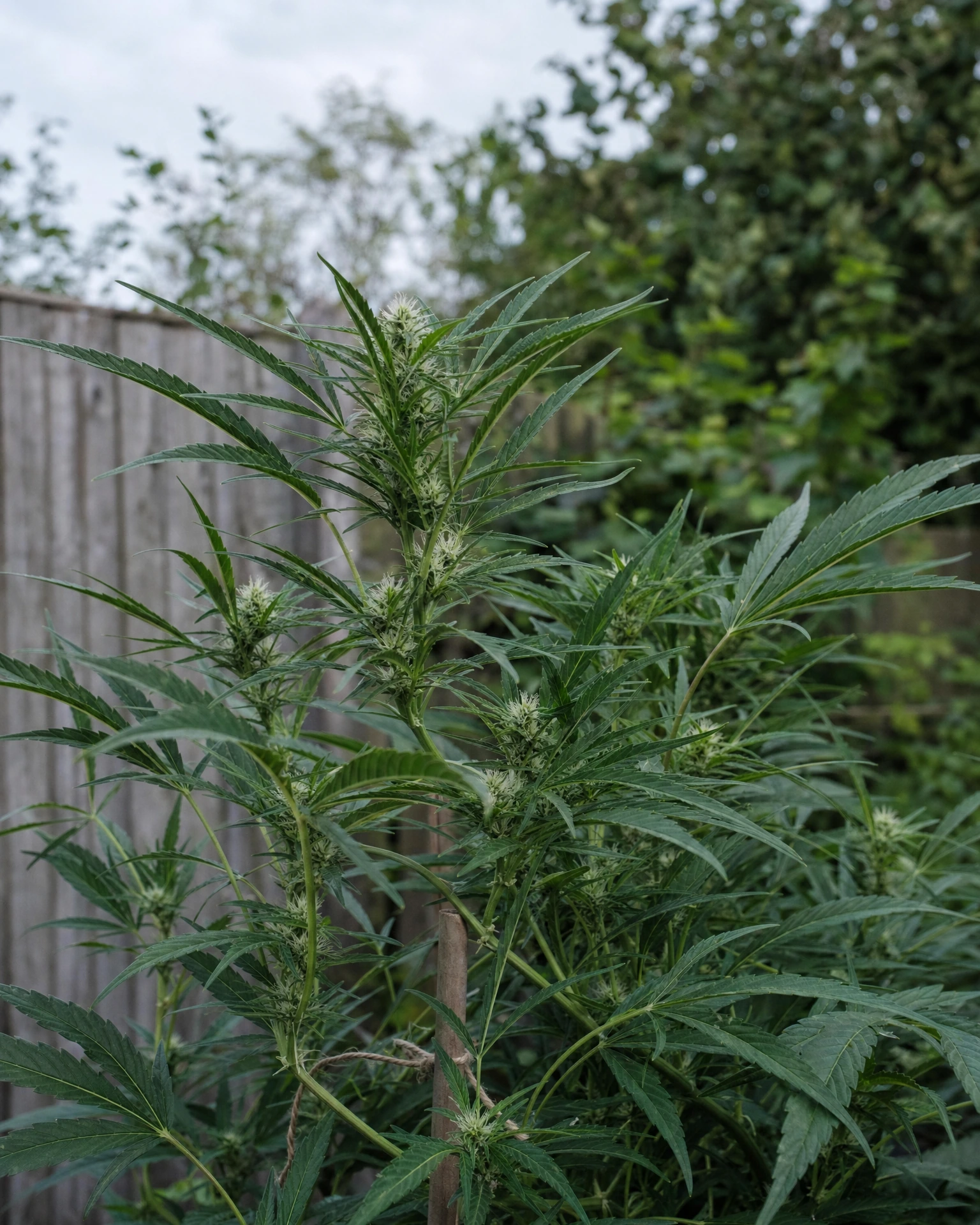 Lemon Haze Autoflower in der frühen Blütephase