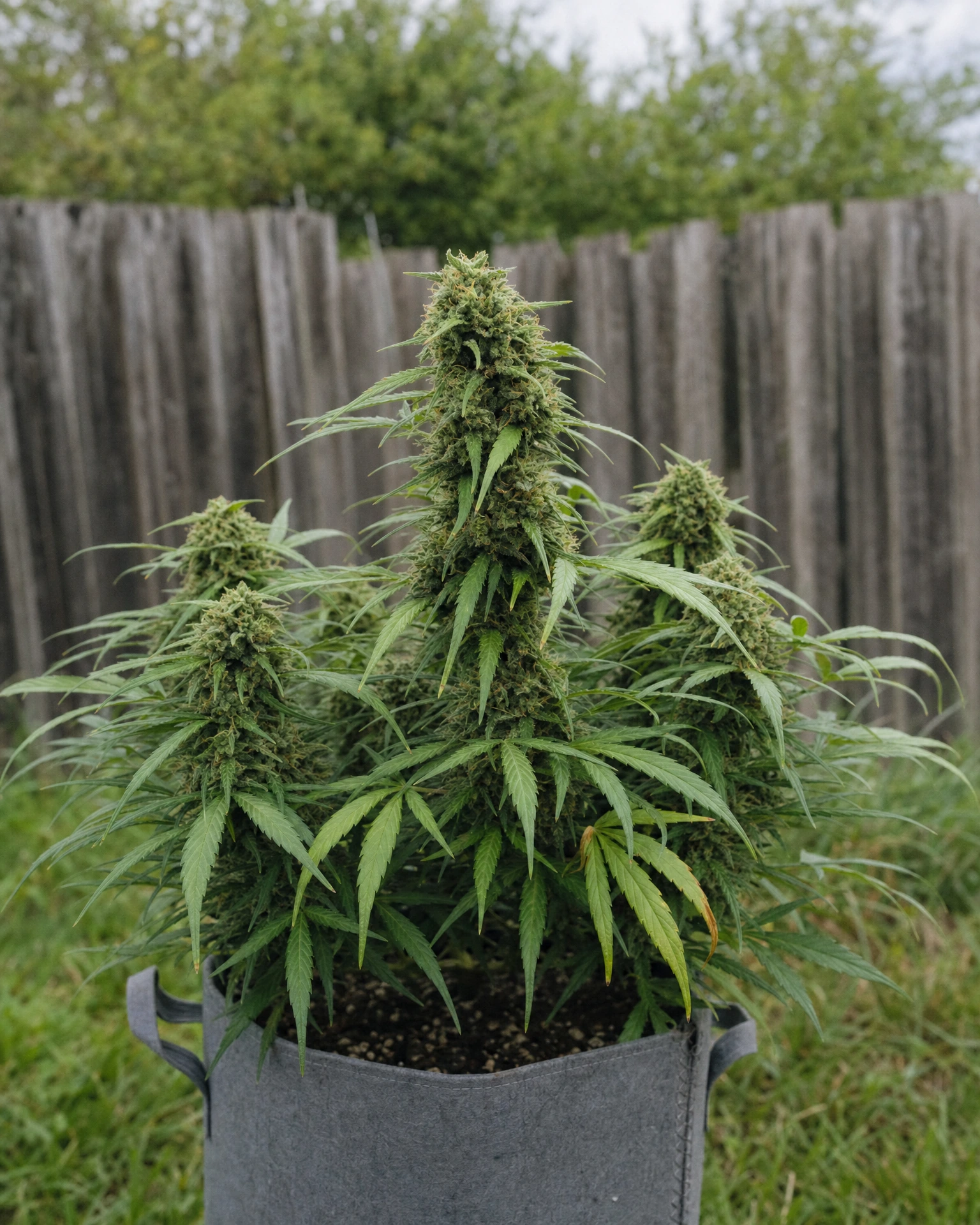 Ausgewachsene Cannabispflanze der Sorte Lemon Haze Autoflower