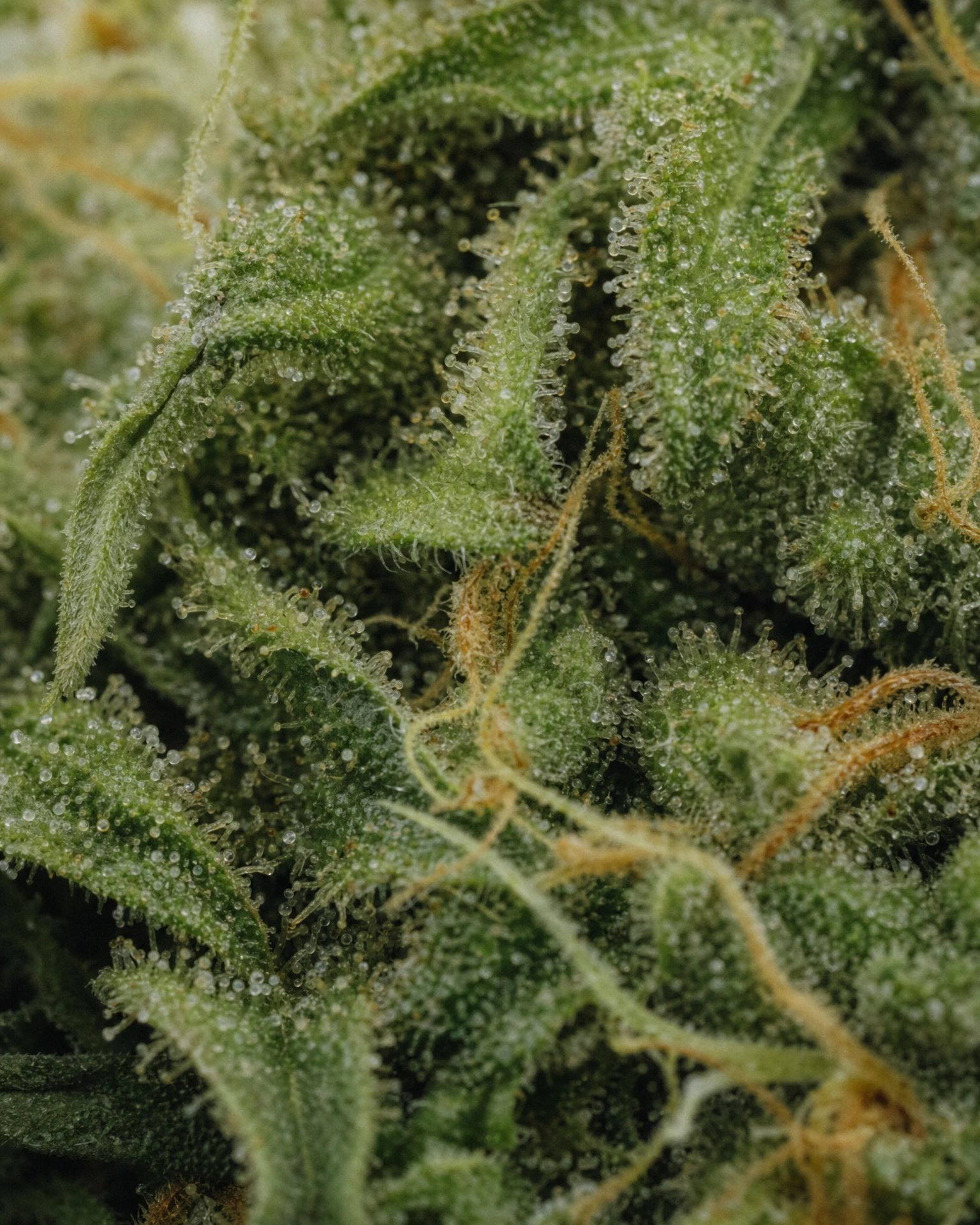Trichome der Cannabissorte Lemon Haze Autoflower in Nahaufnahme