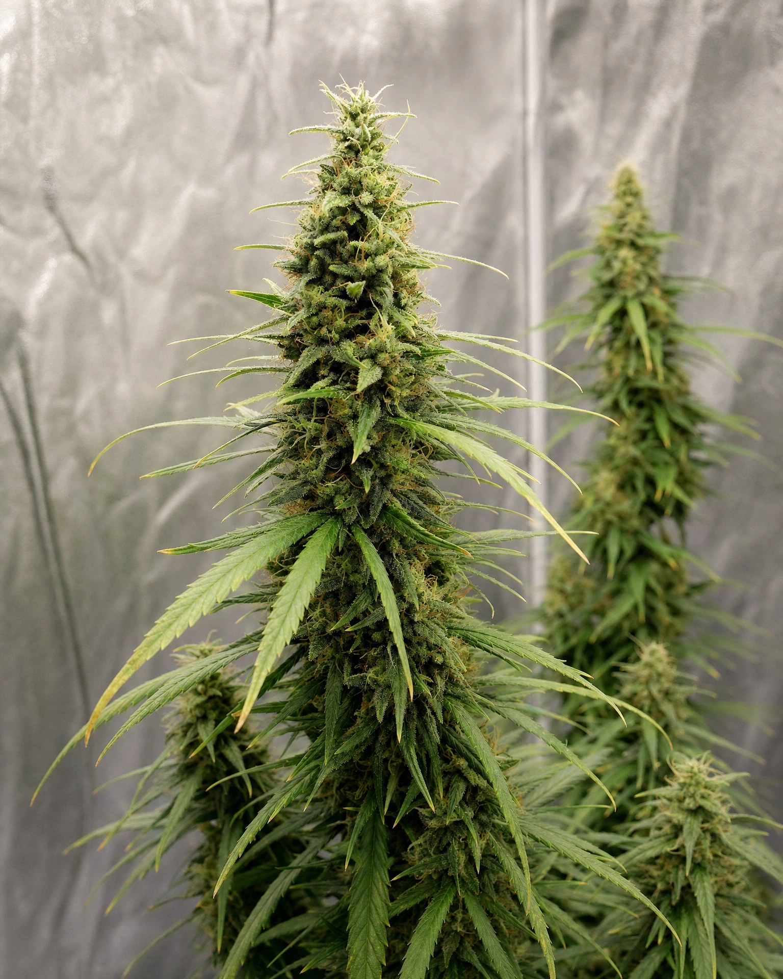 Ausgereifte Cannabispflanze der Sorte ACDC aus einem zweiten Blickwinkel
