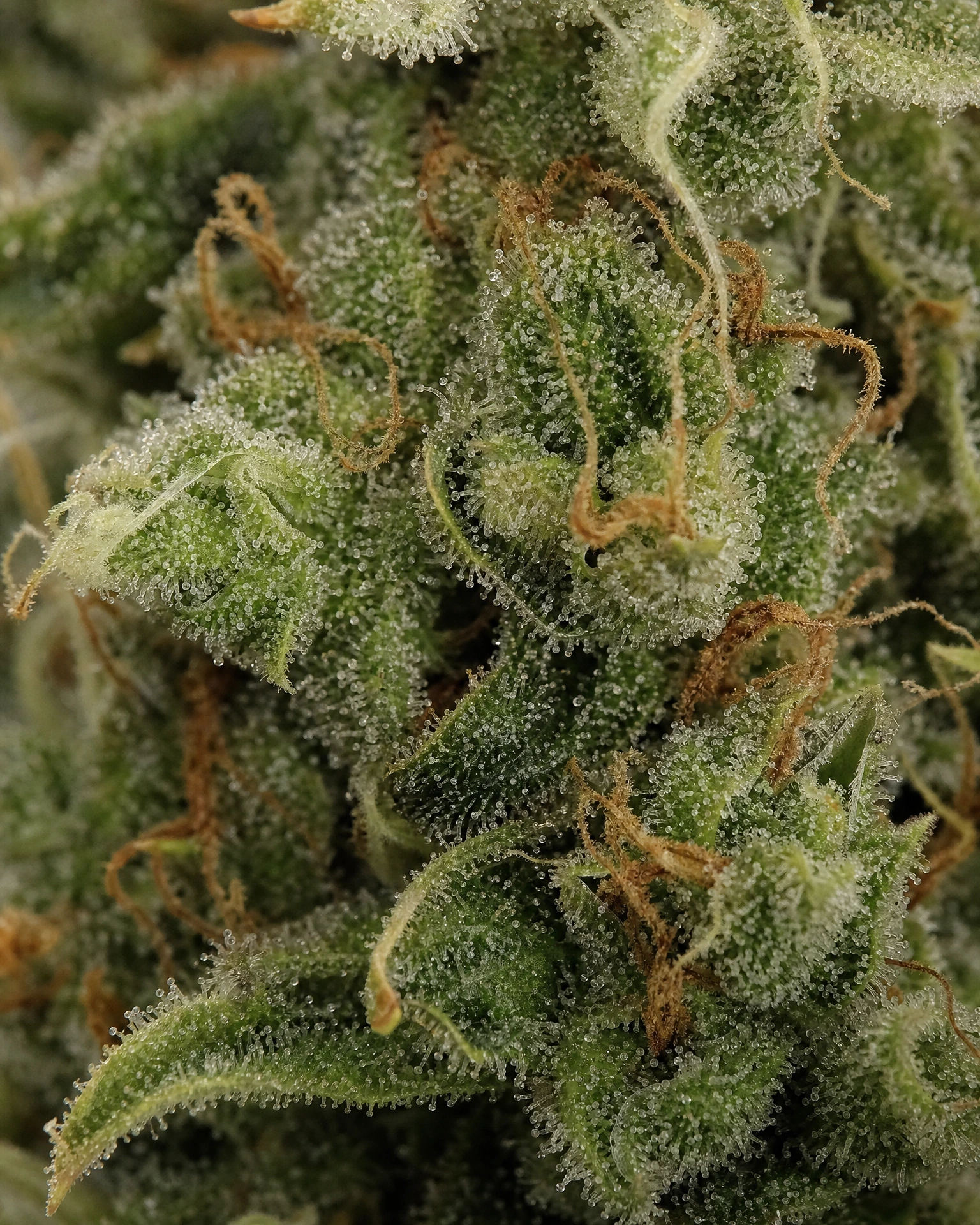 Trichome der Cannabissorte ACDC in Nahaufnahme