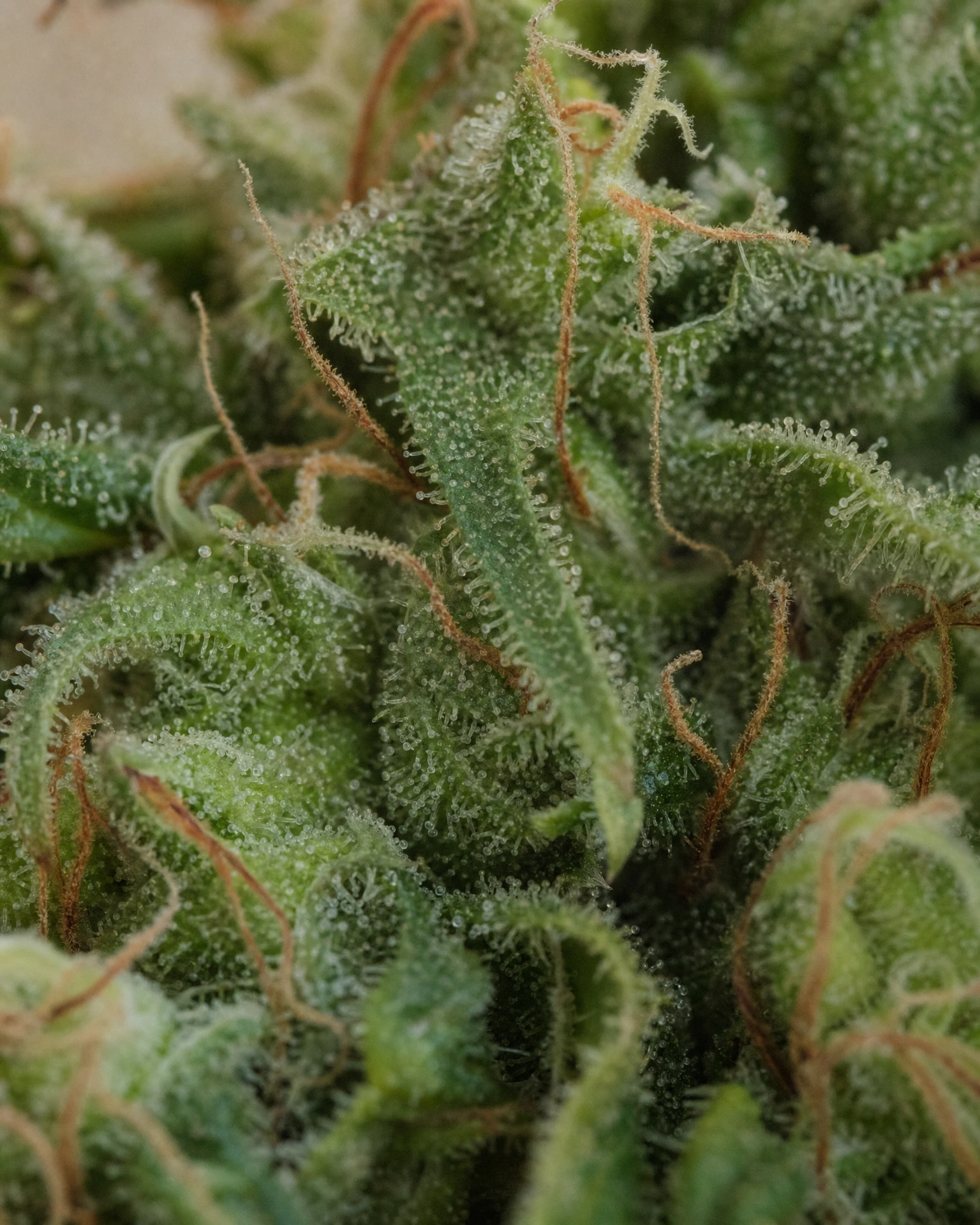 Trichome der Cannabissorte Charlotte's Web in Nahaufnahme