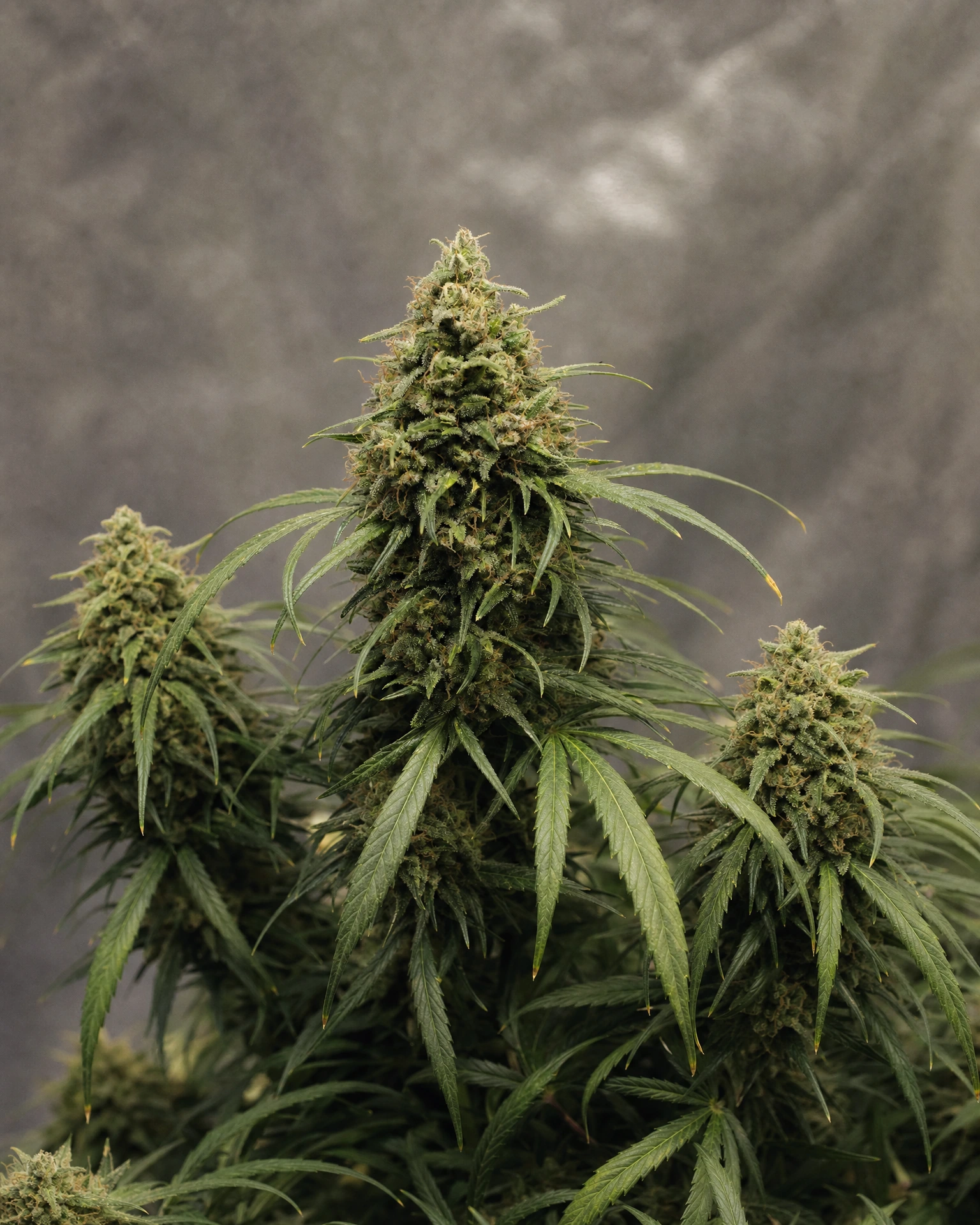 Ausgereifte Cannabispflanze der Sorte Harlequin aus einem zweiten Blickwinkel