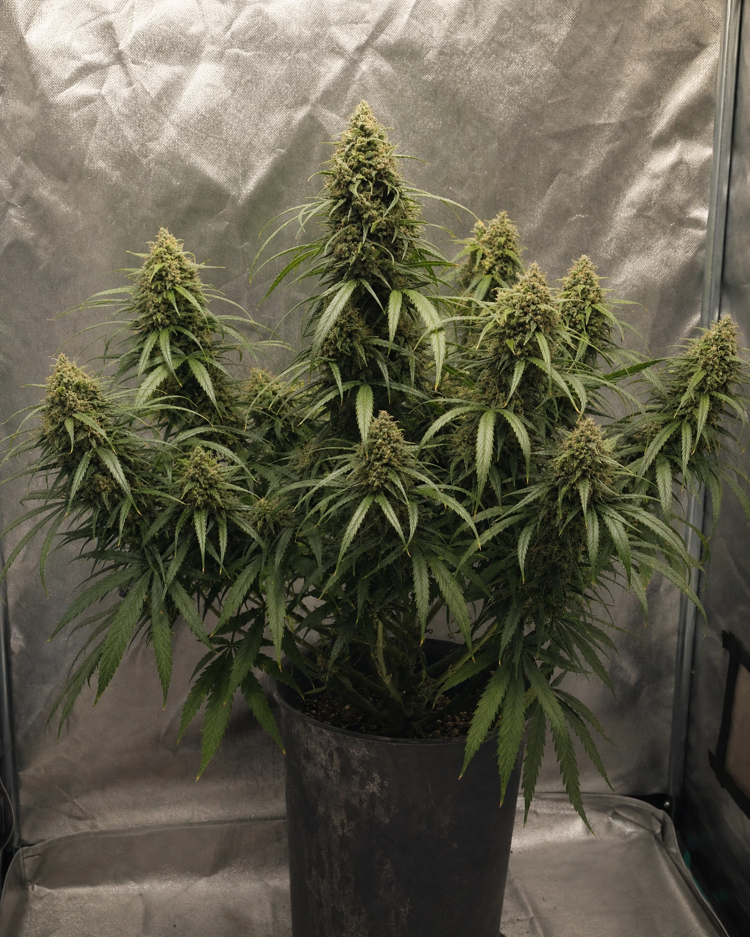 Ausgewachsene Cannabispflanze der Sorte Harlequin