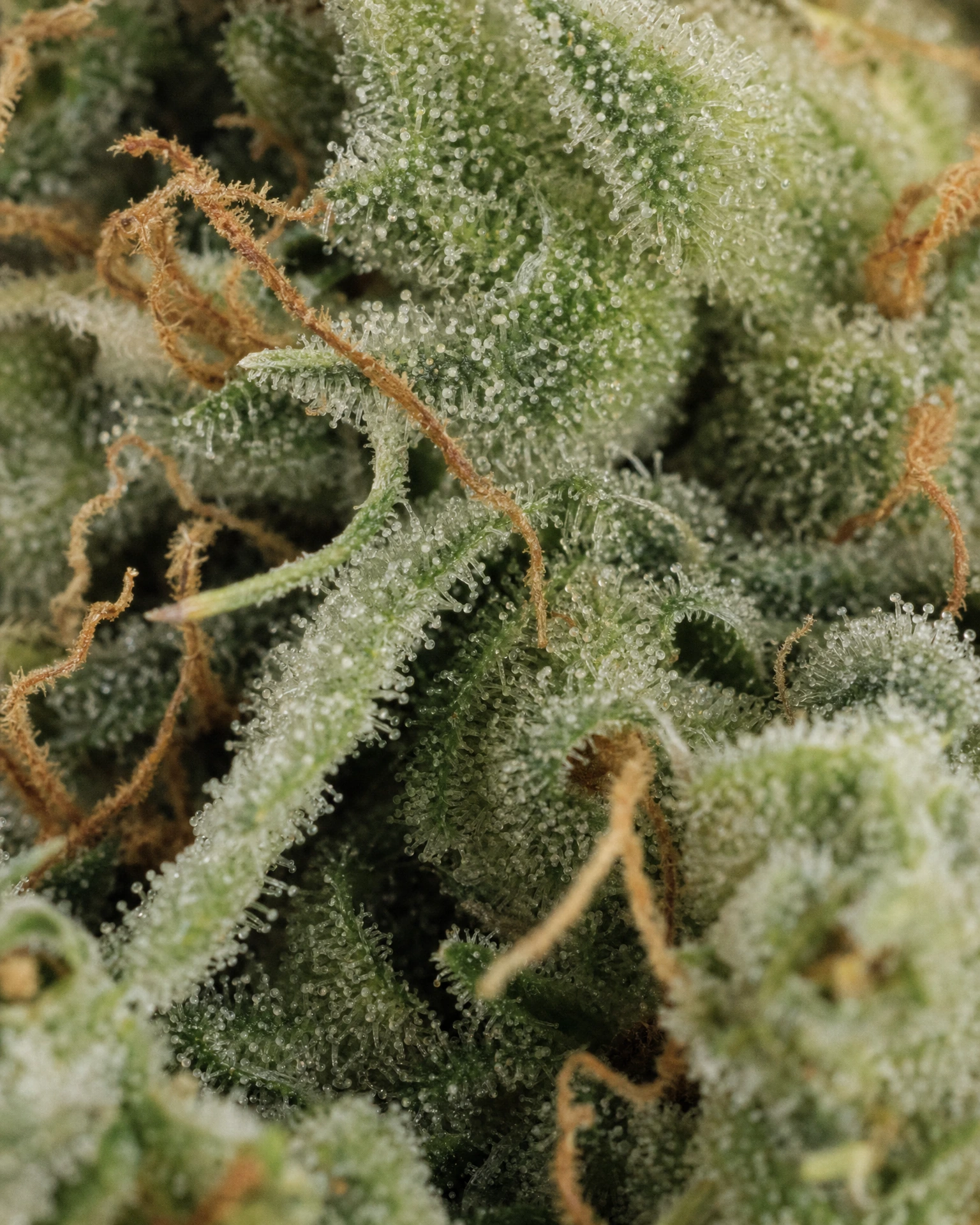 Trichome der Cannabissorte Harle-Tsu CBD in Nahaufnahme