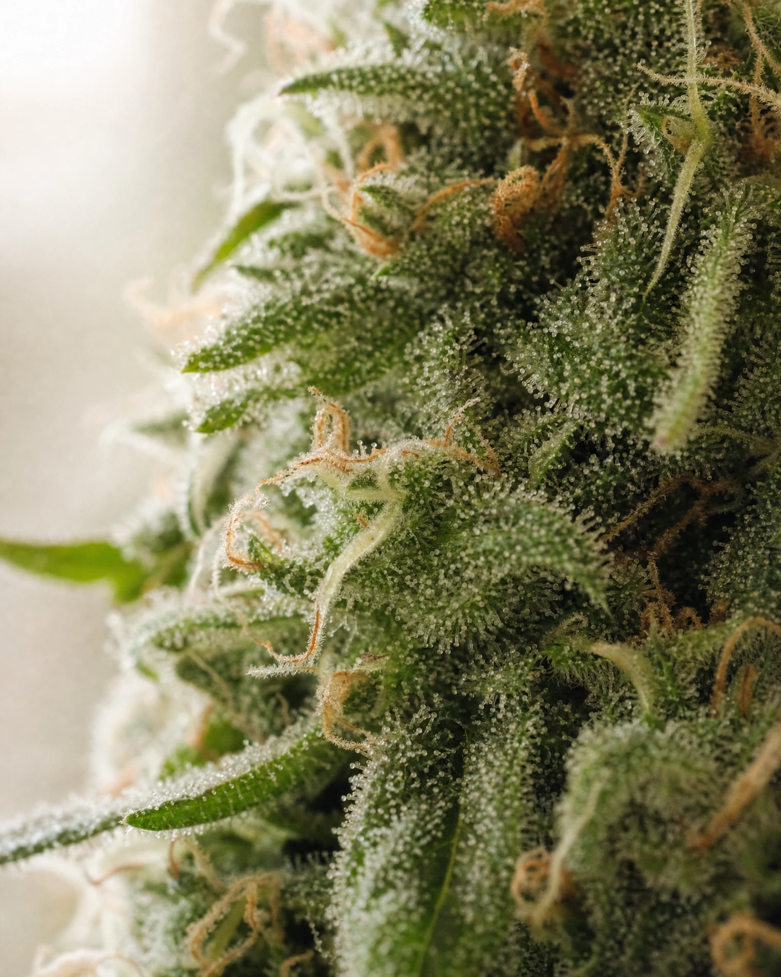 Trichome der Cannabissorte Sour Tsunami in Nahaufnahme