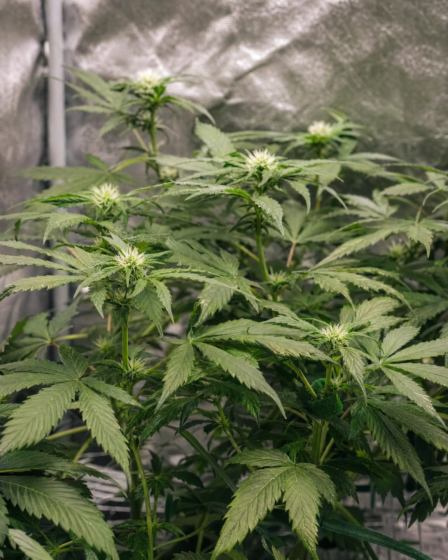 Solomatic CBD in der frühen Blütephase