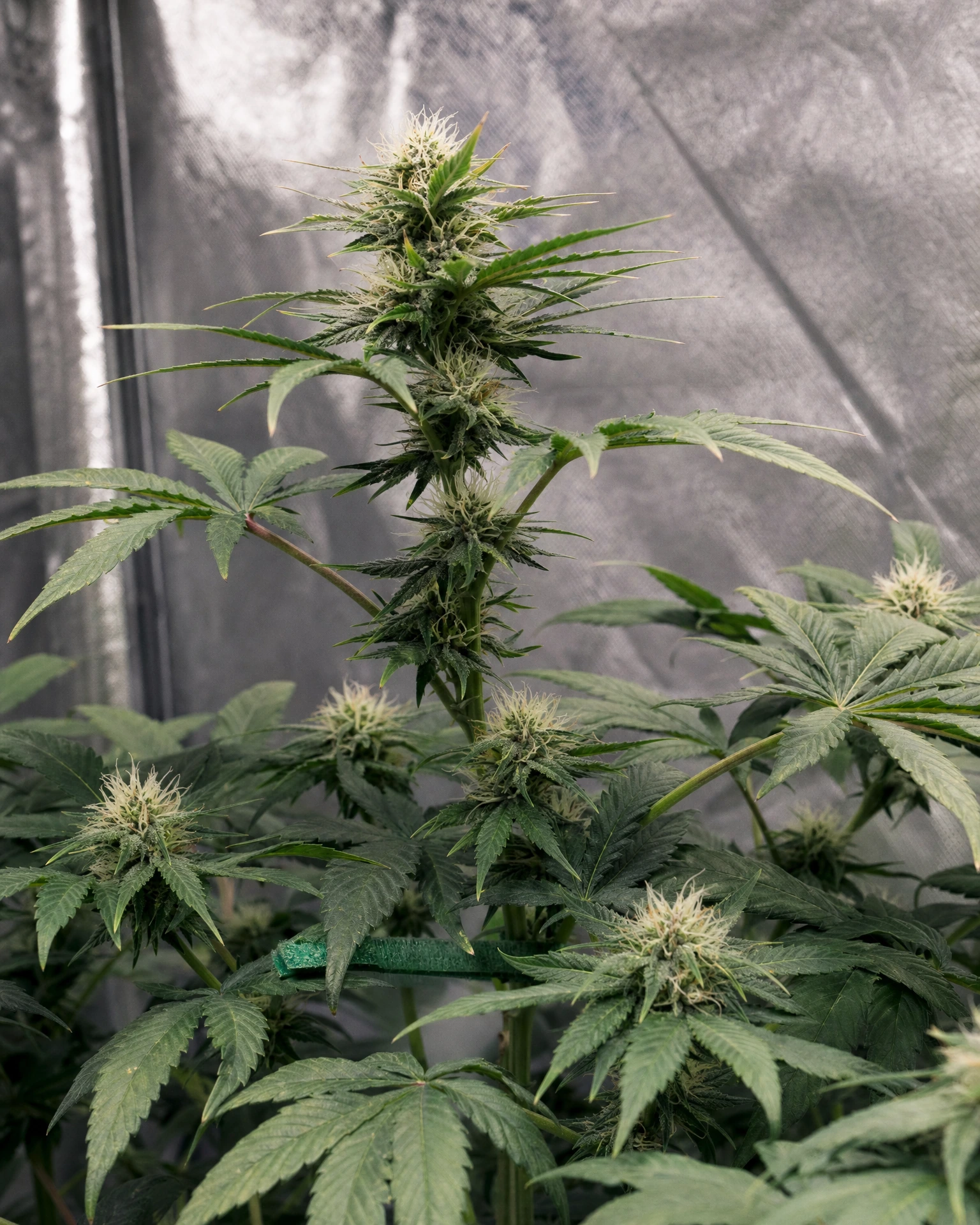 Solomatic CBD in der mittleren Blütephase
