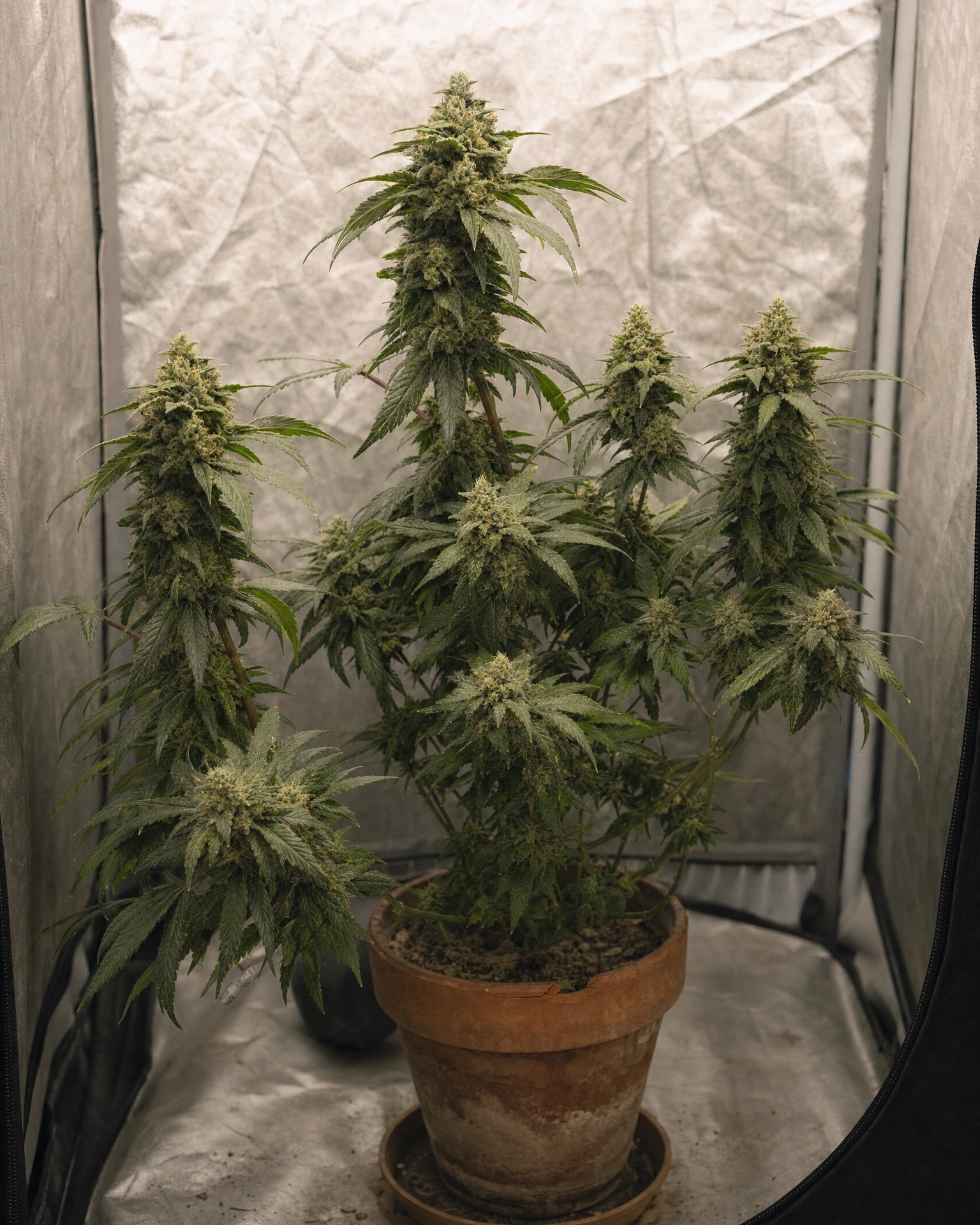 Ausgewachsene Cannabispflanze der Sorte Solomatic CBD