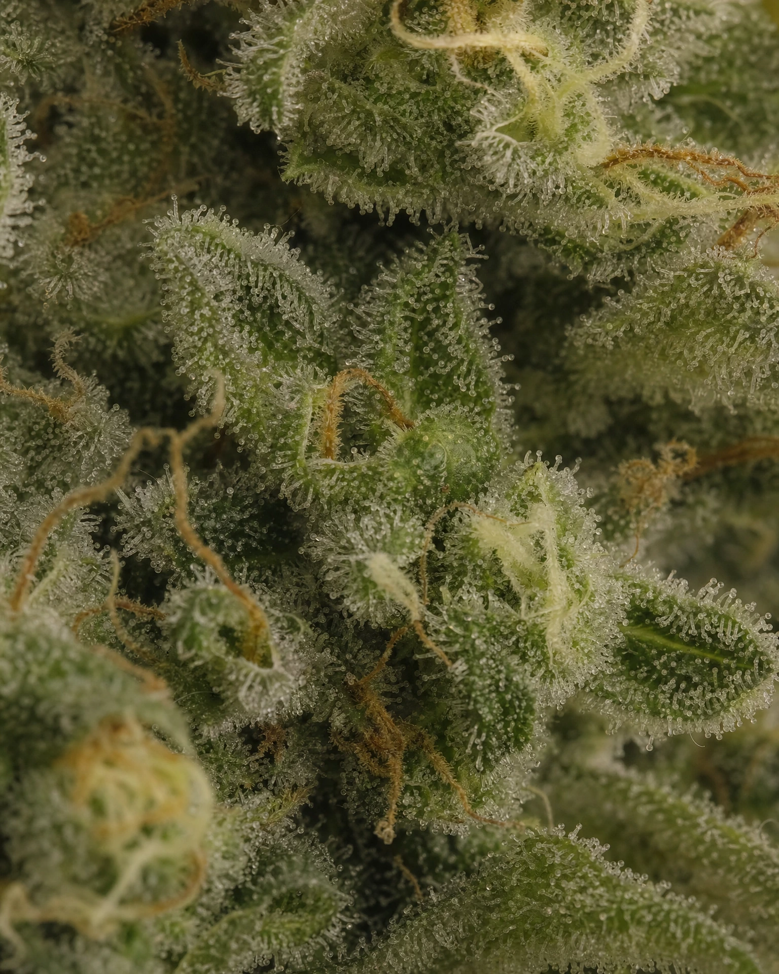 Trichome der Cannabissorte Solomatic CBD in Nahaufnahme