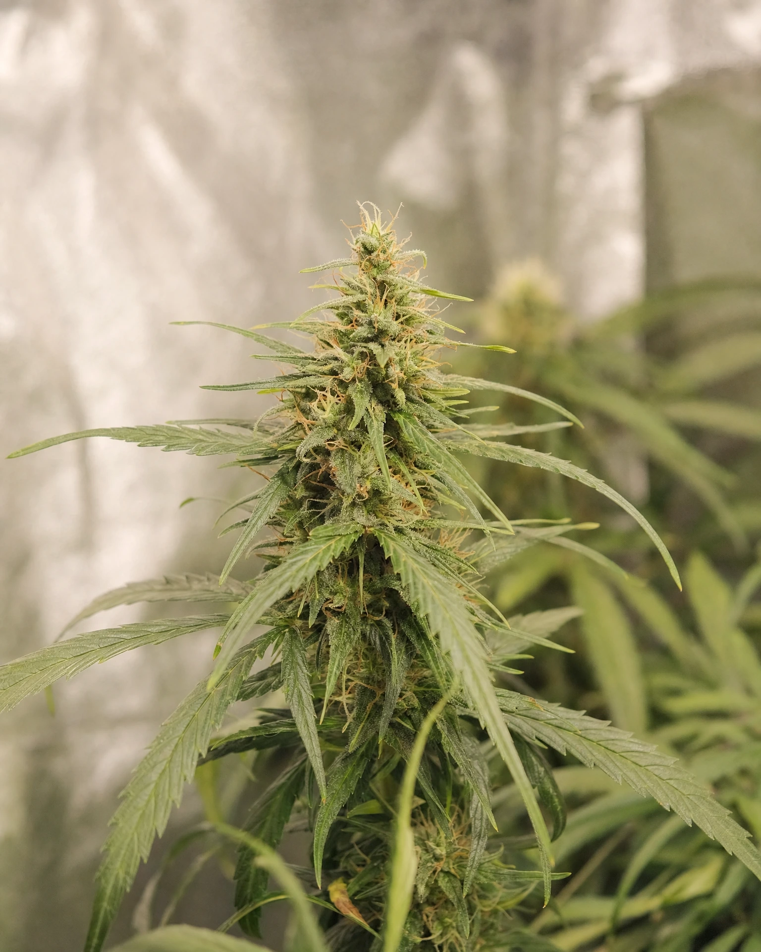 Blühende Cannabispflanze der Sorte Charlotte's Angel CBD Autoflower