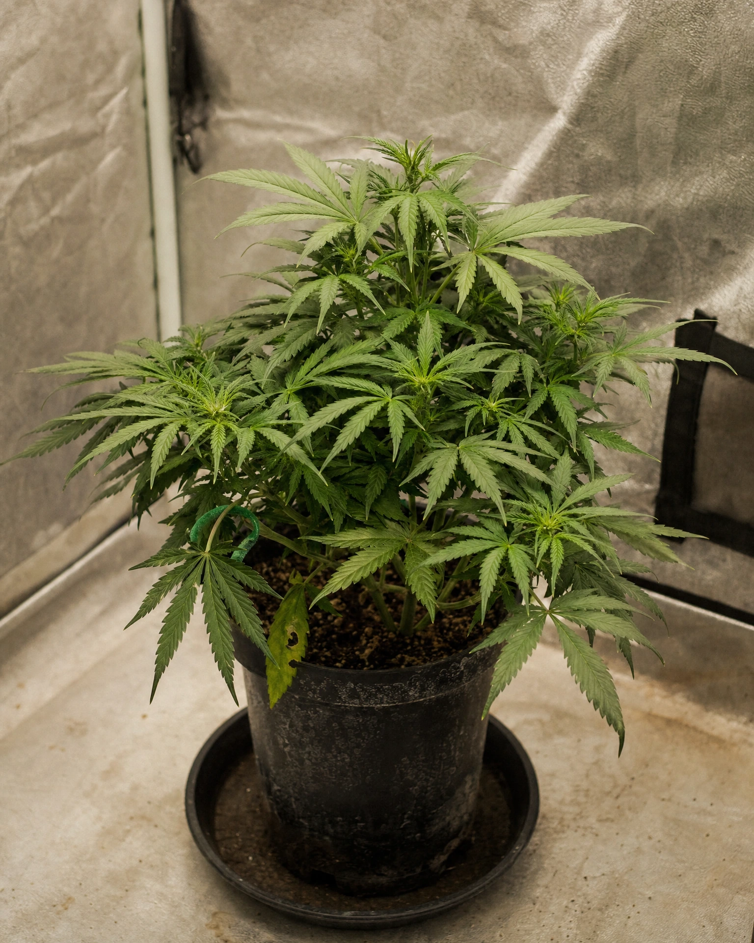 Charlotte's Angel CBD Autoflower in der vegetativen Wachstumsphase