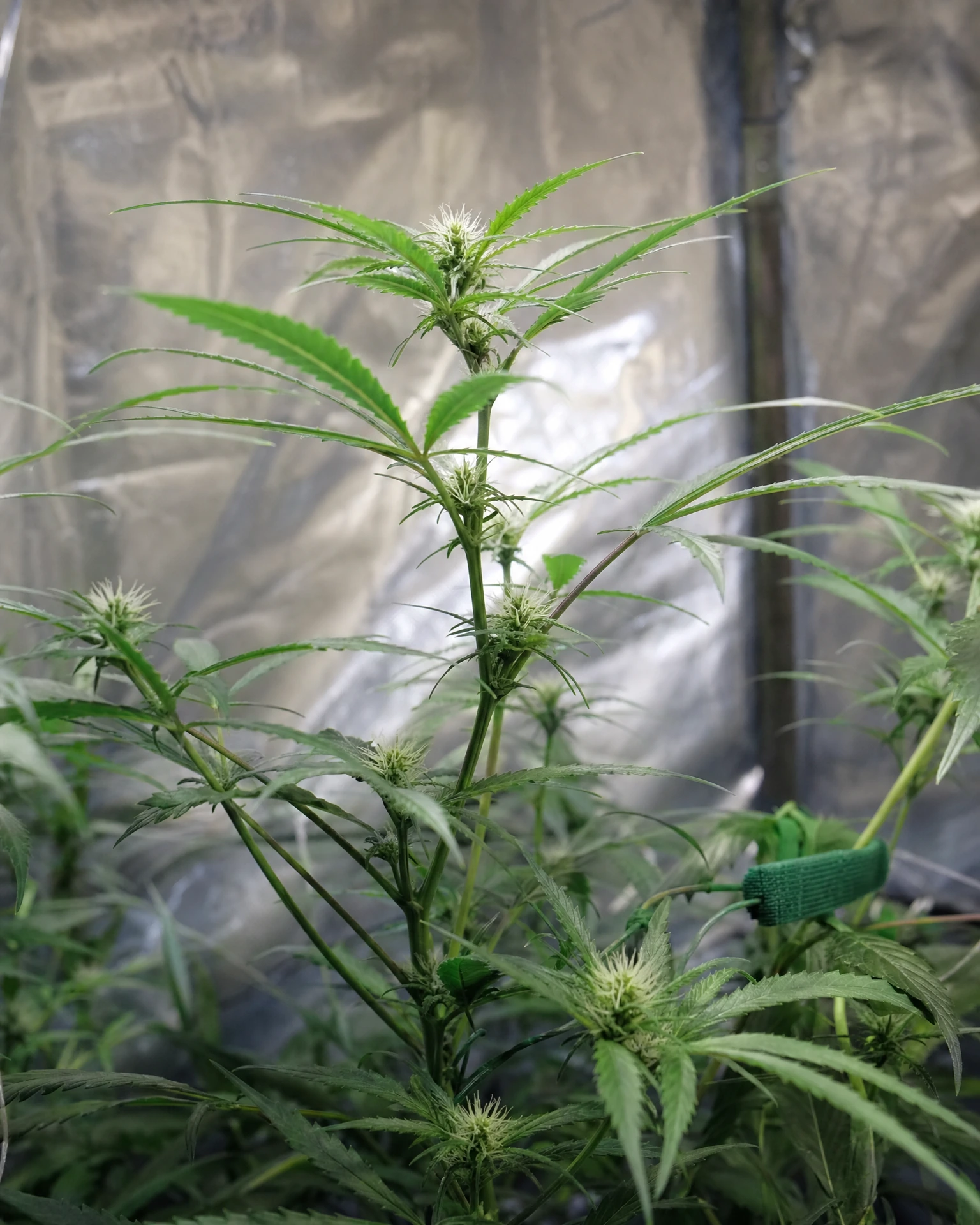 Charlotte's Angel CBD Autoflower in der frühen Blütephase