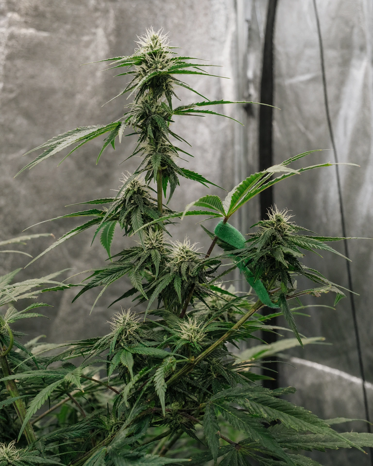 Charlotte's Angel CBD Autoflower in der mittleren Blütephase