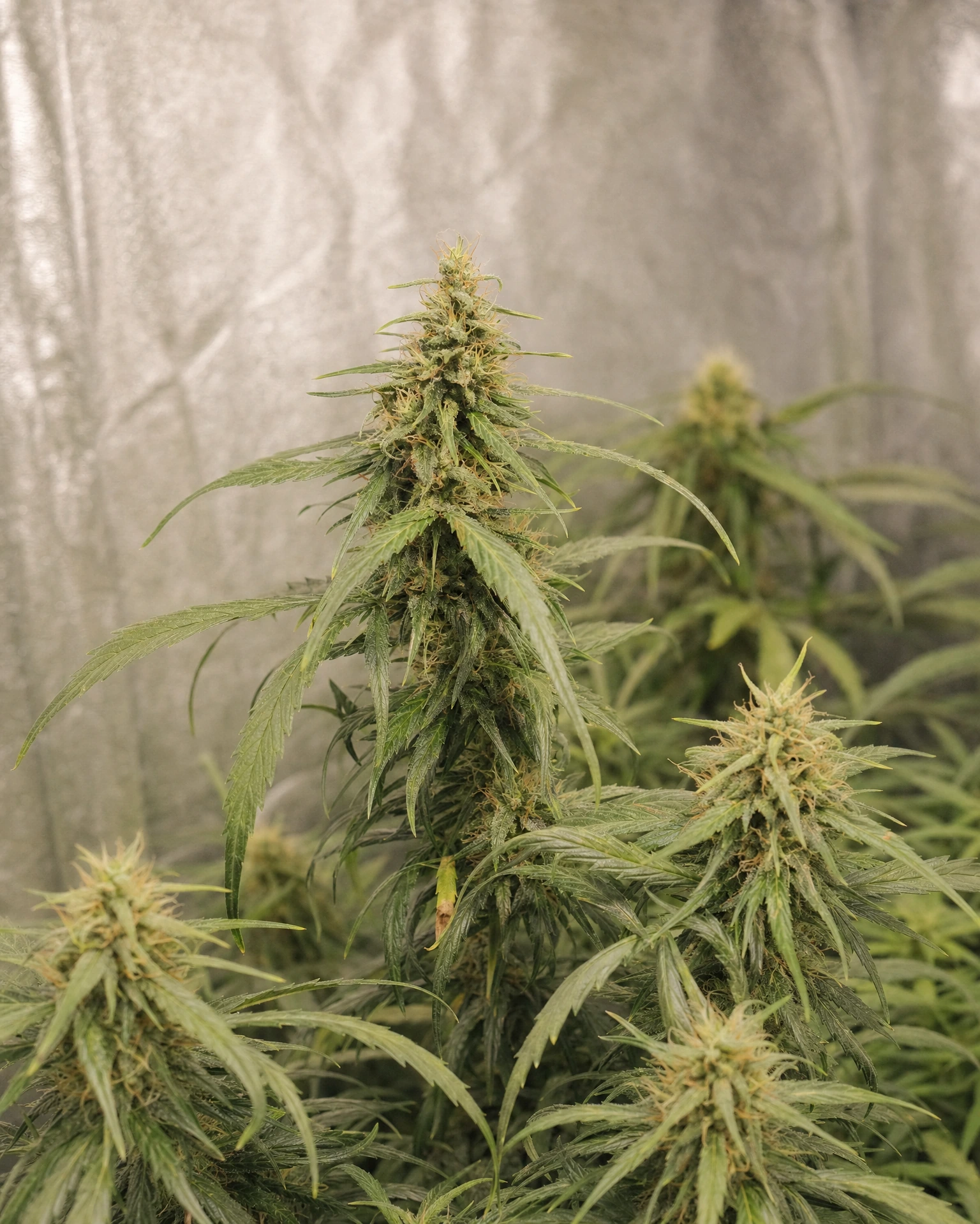 Ausgereifte Cannabispflanze der Sorte Charlotte's Angel CBD Autoflower aus einem zweiten Blickwinkel