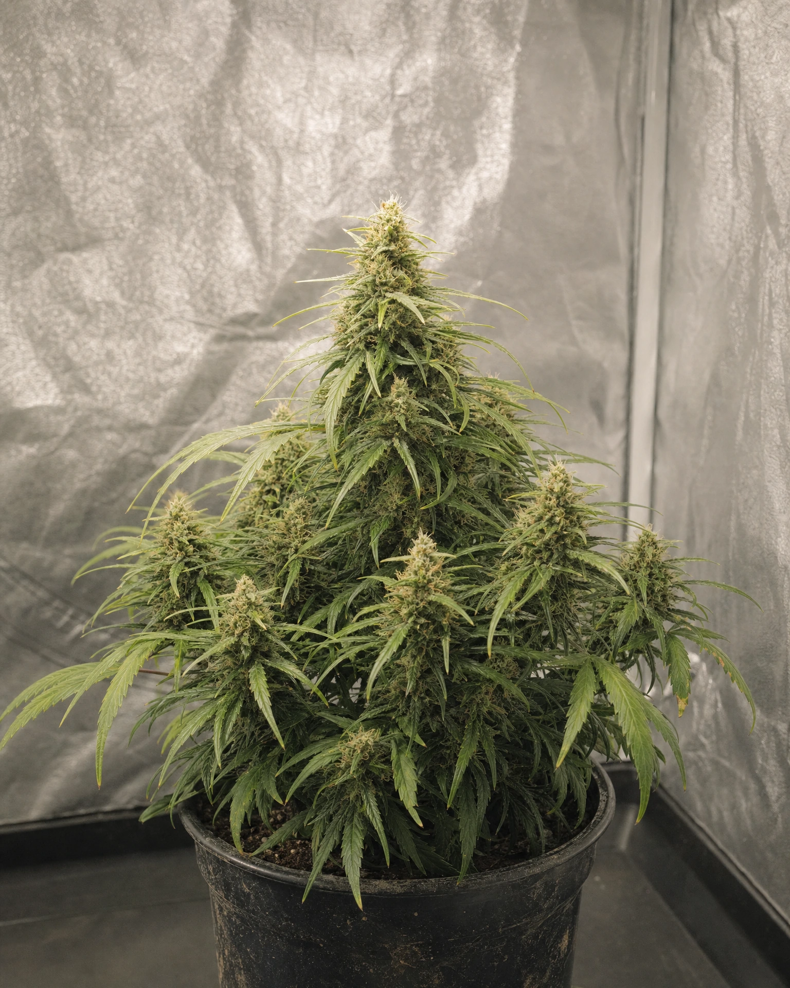 Ausgewachsene Cannabispflanze der Sorte Charlotte's Angel CBD Autoflower